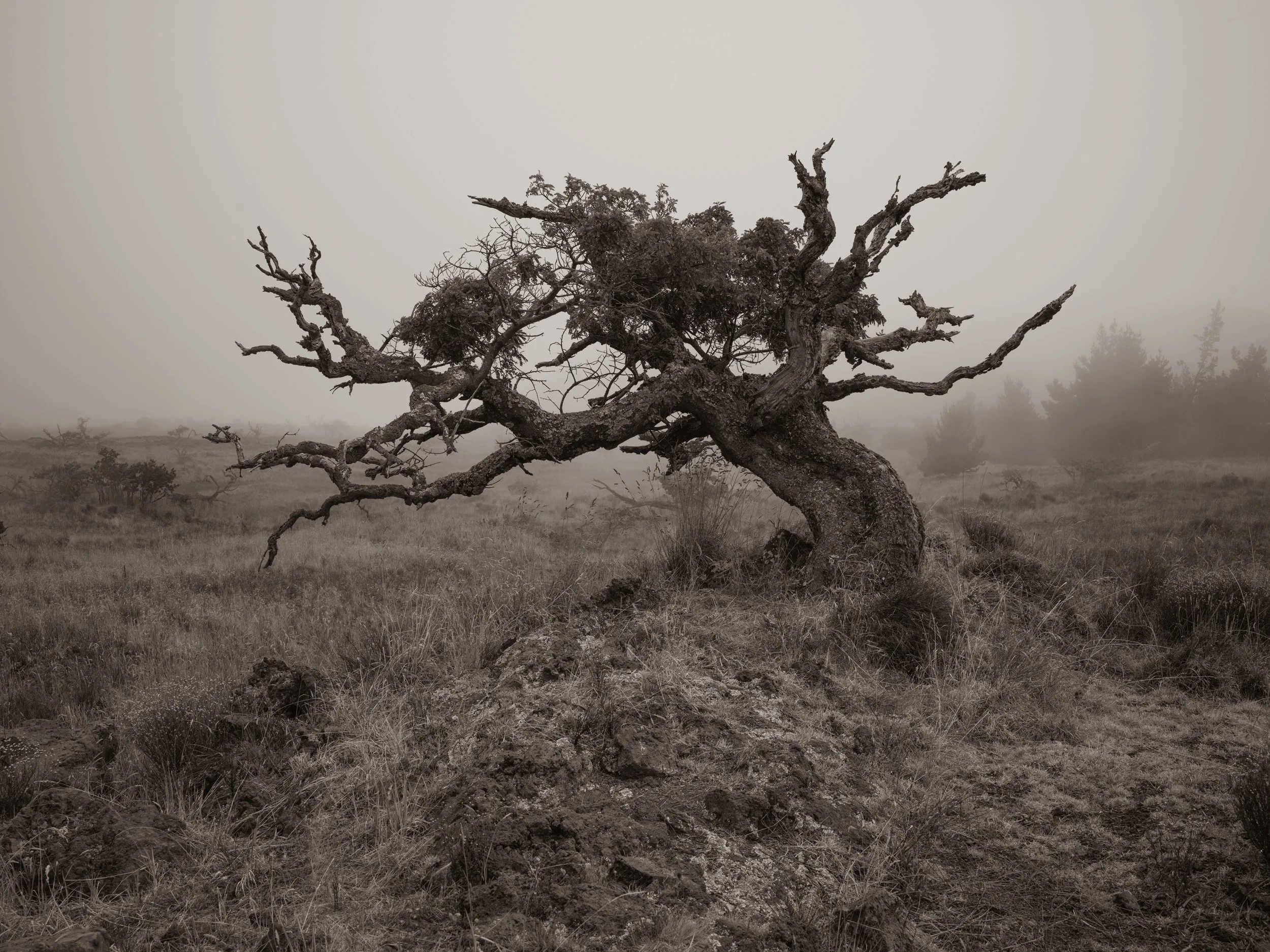 A lone, twisted, and gnarled tree standing in a foggy, barren landscape, with sparse grass and distant trees faintly visible in the background.