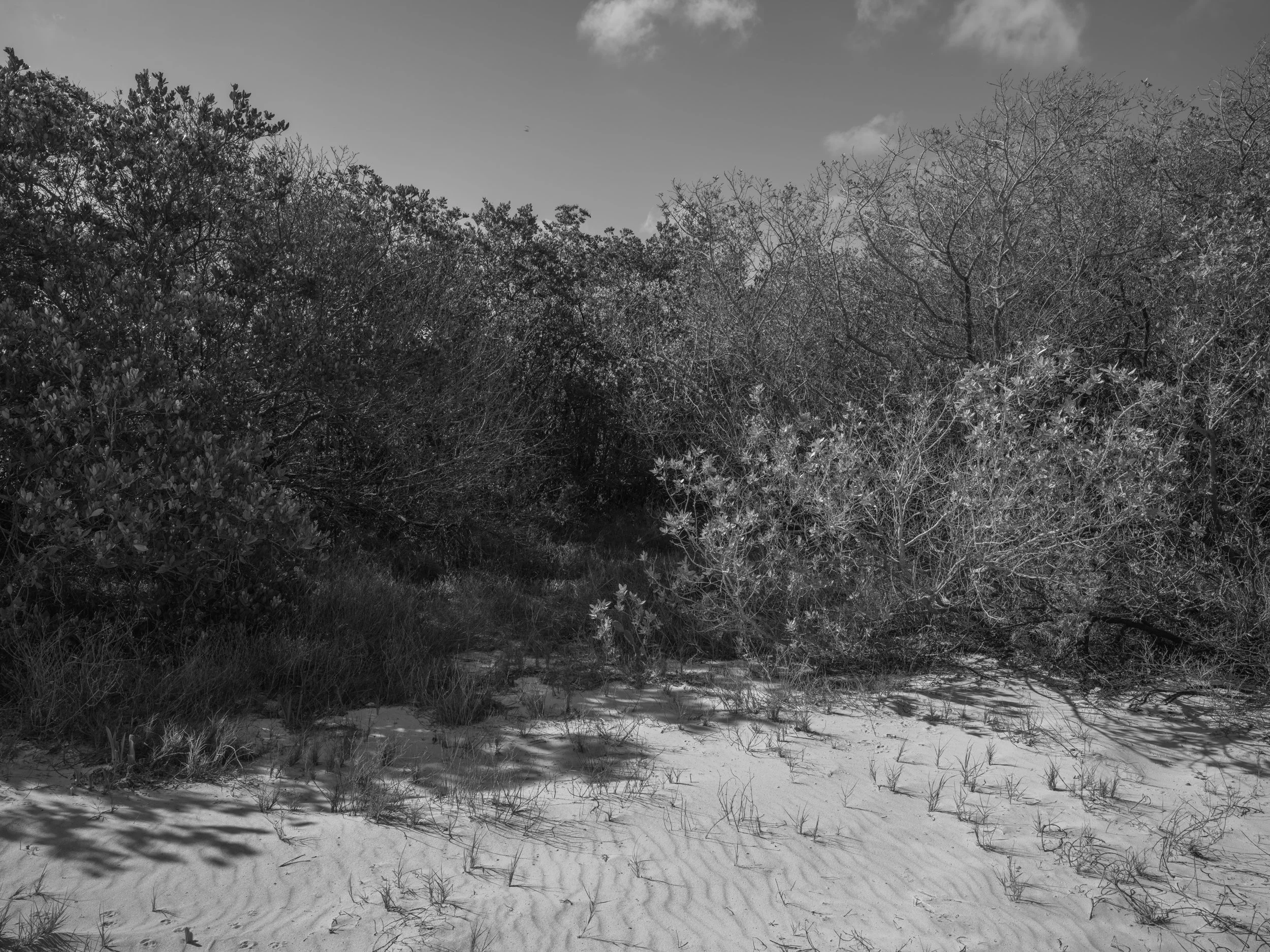 Black and white photograph of a sandy beach with grass and bushes in the foreground and dense trees in the background under a partly cloudy sky.