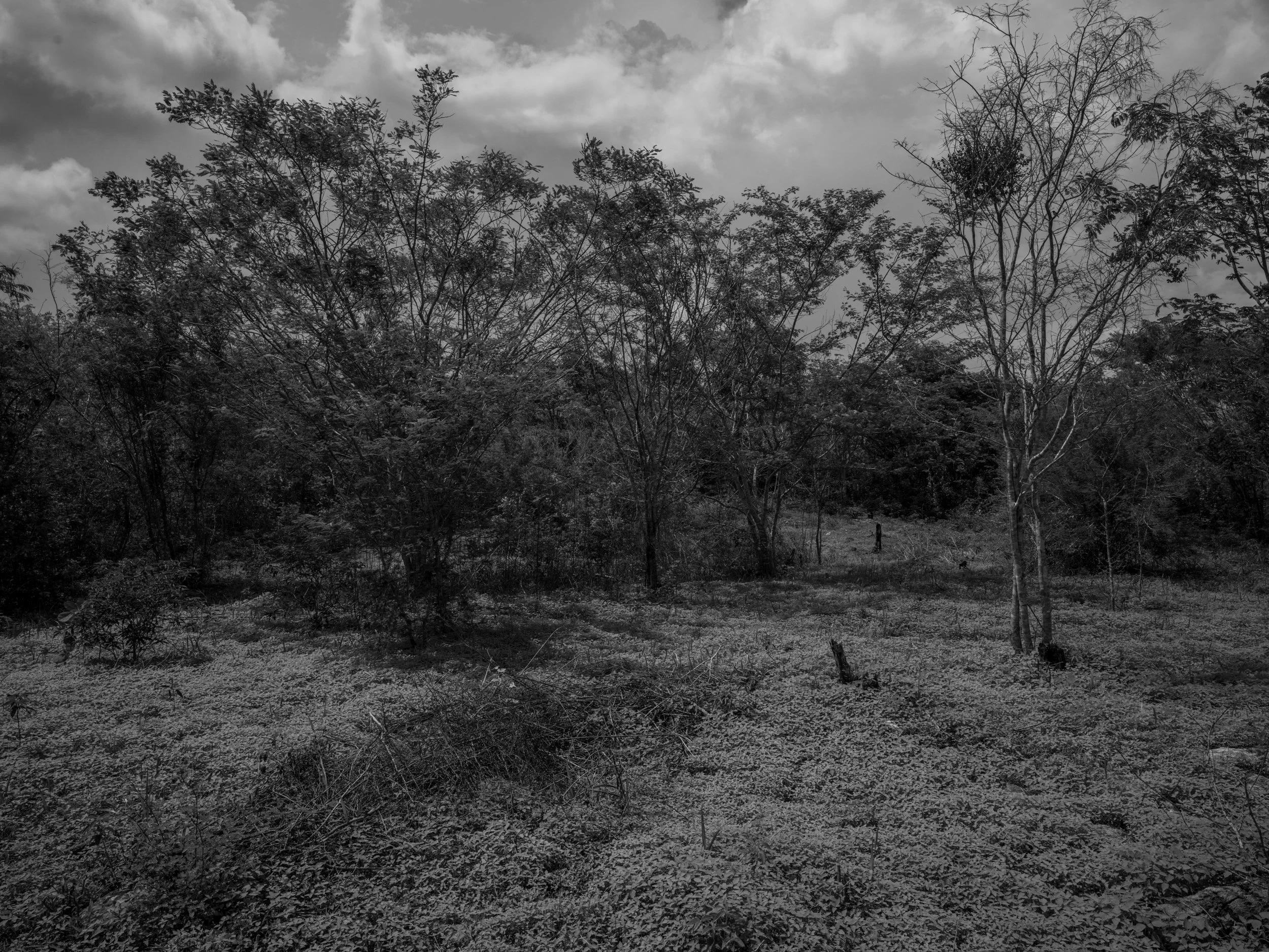 Black and white photograph of a wooded landscape with trees, some with sparse branches, under a cloudy sky.
