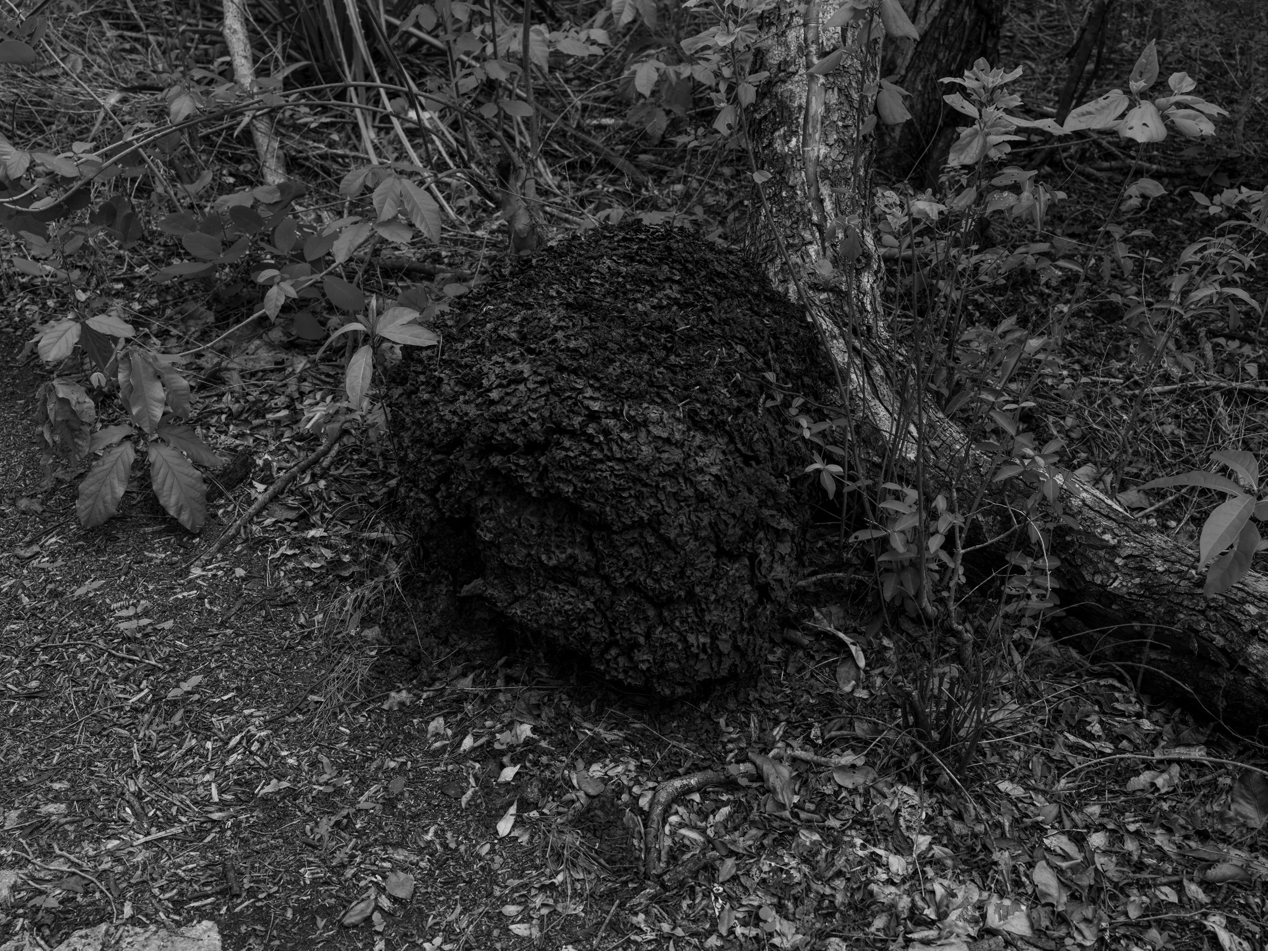A forest floor with a fallen tree and surrounding leaves.
