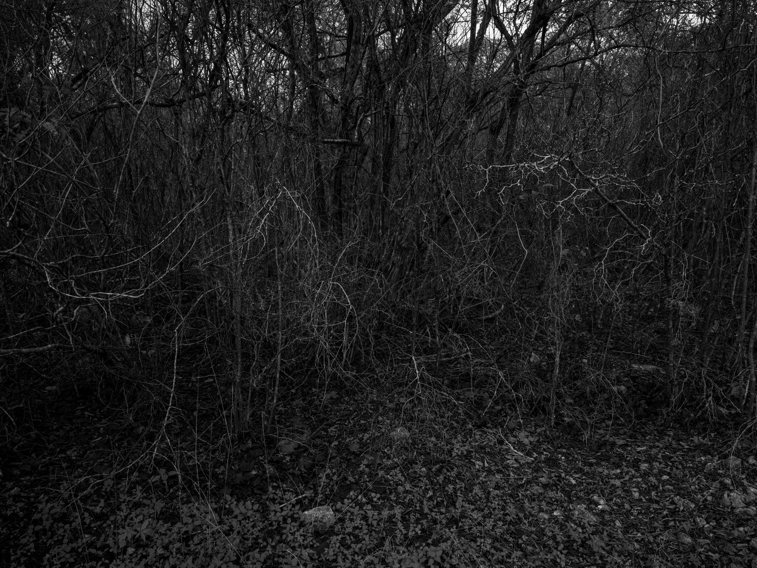 A dark, tangled forest scene with leafless trees and dense underbrush