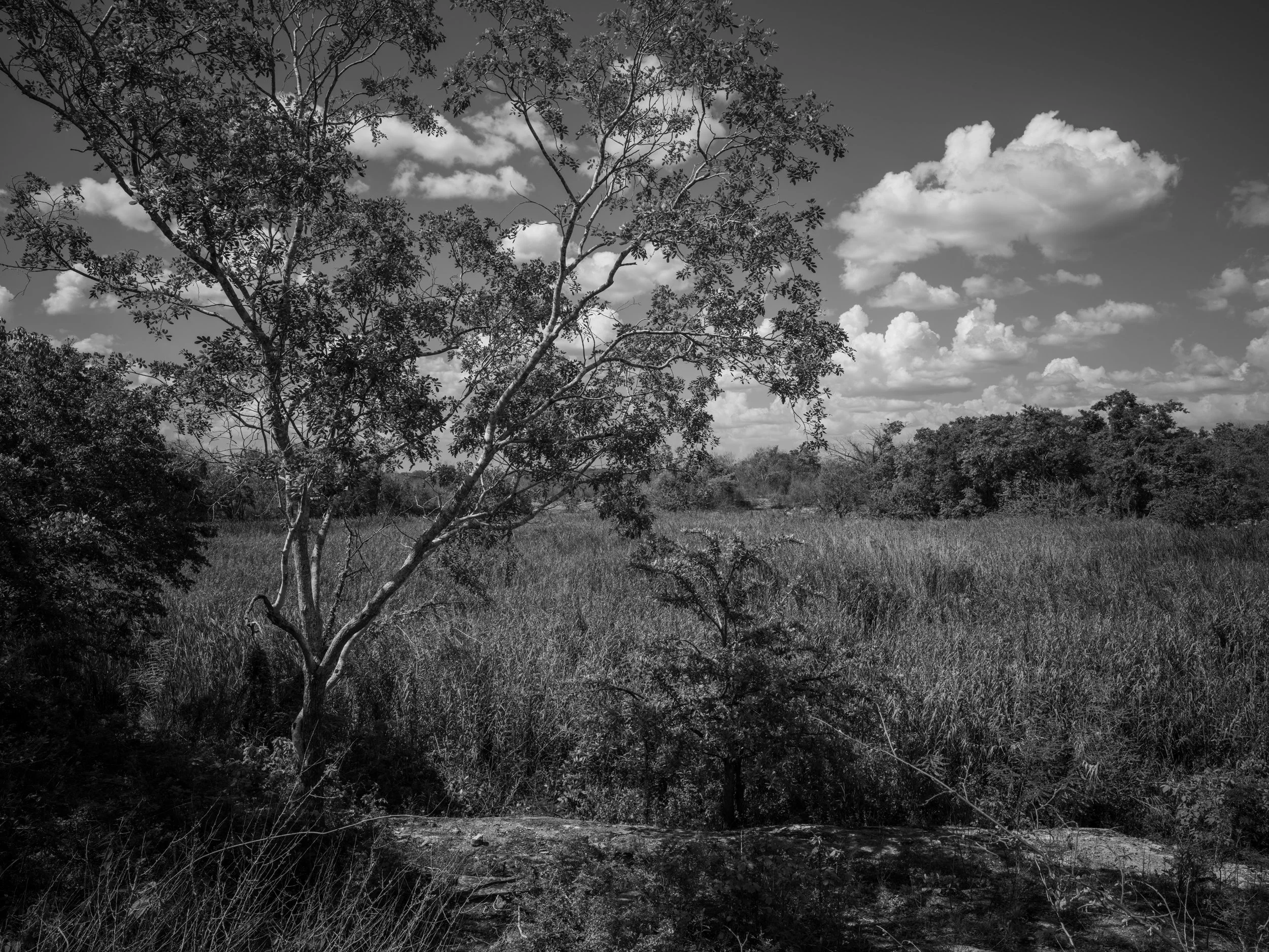 Black and white photo of a landscape with a tall tree in the foreground, grass, and bushes, under a partly cloudy sky.