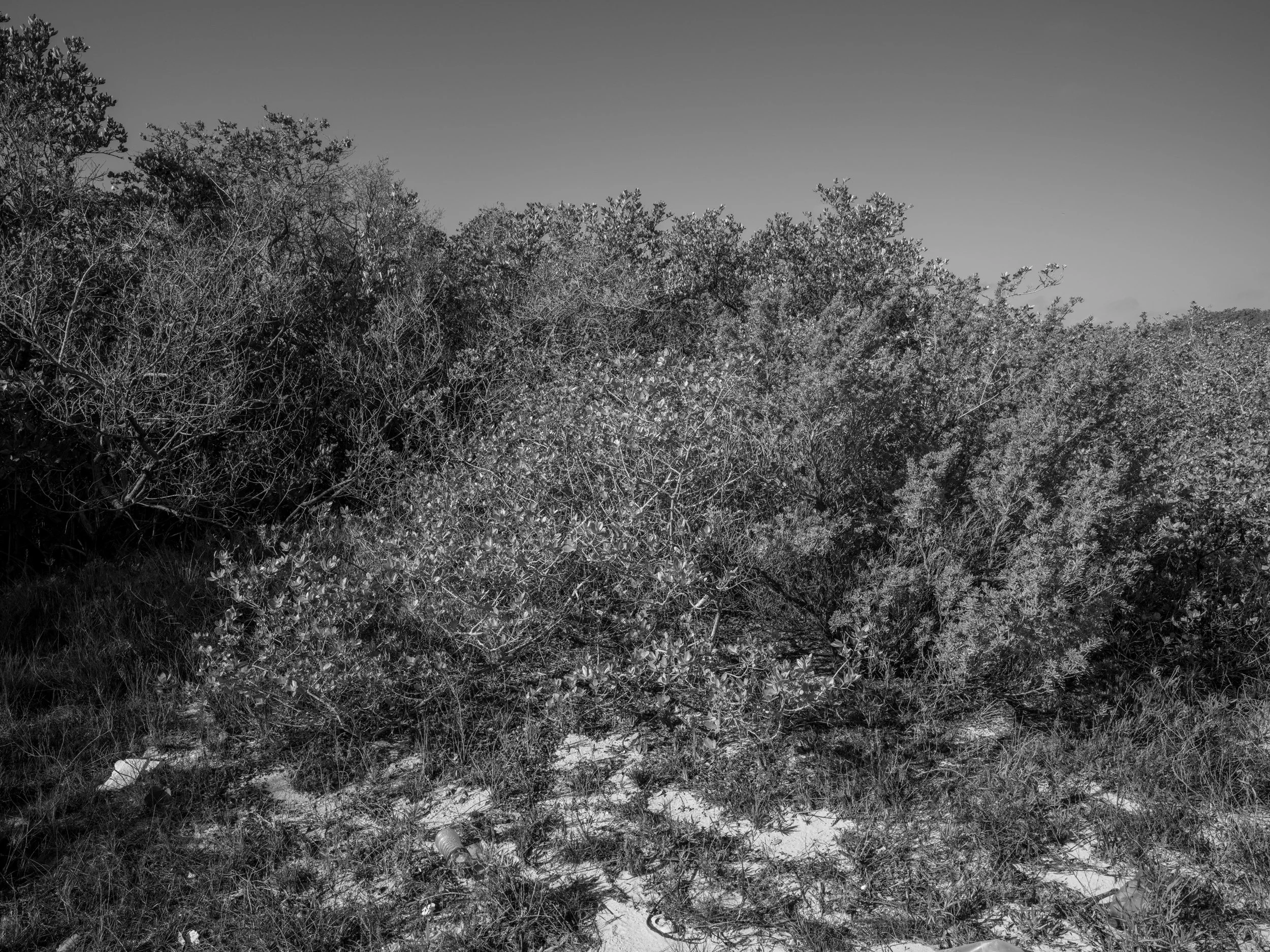 Black and white photograph of dense bushes and small trees on a grassy area with scattered trash and debris at the ground.