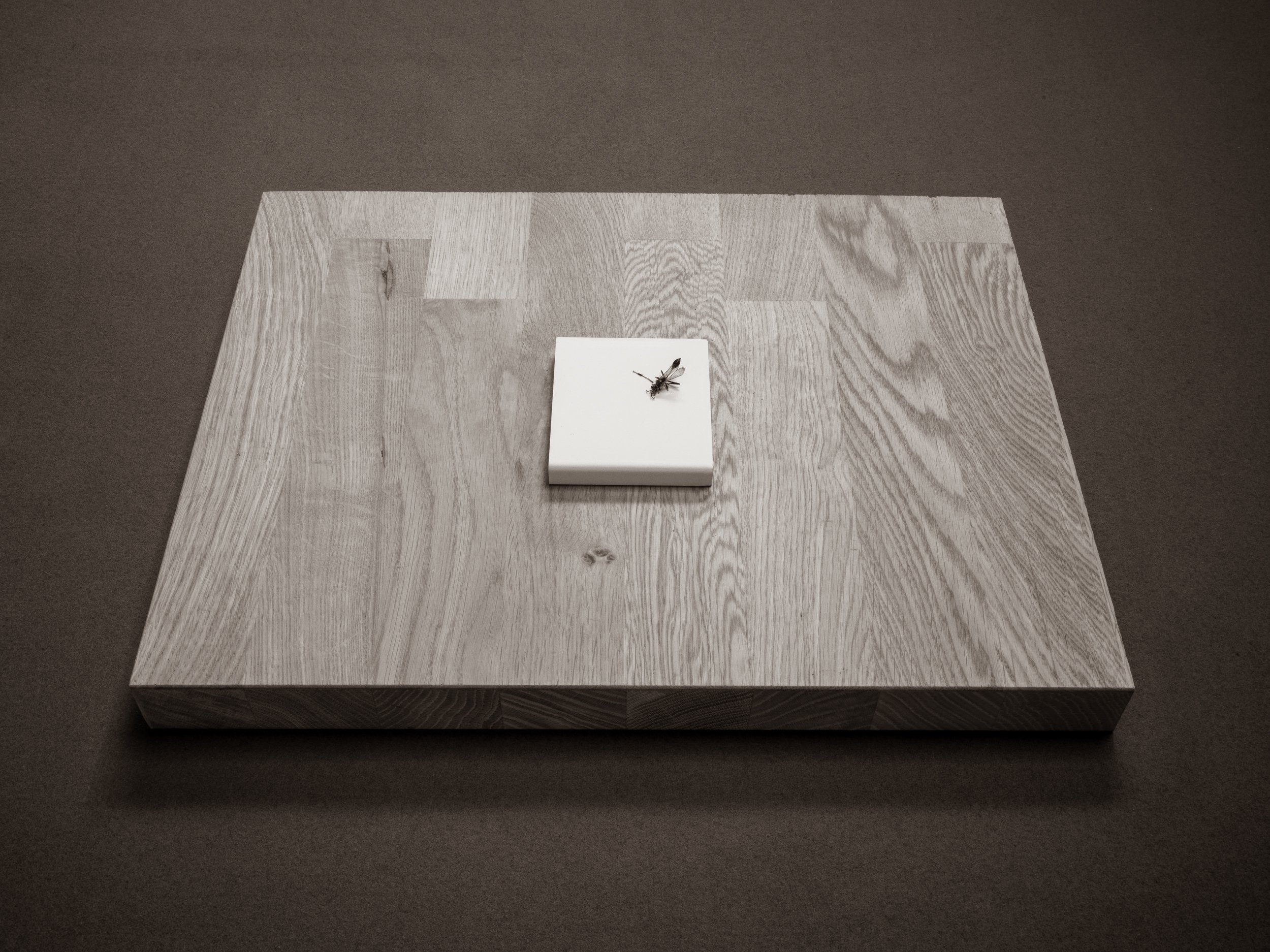A dirt dobber with transparent wings perched on a white rectangular object on a wooden table.