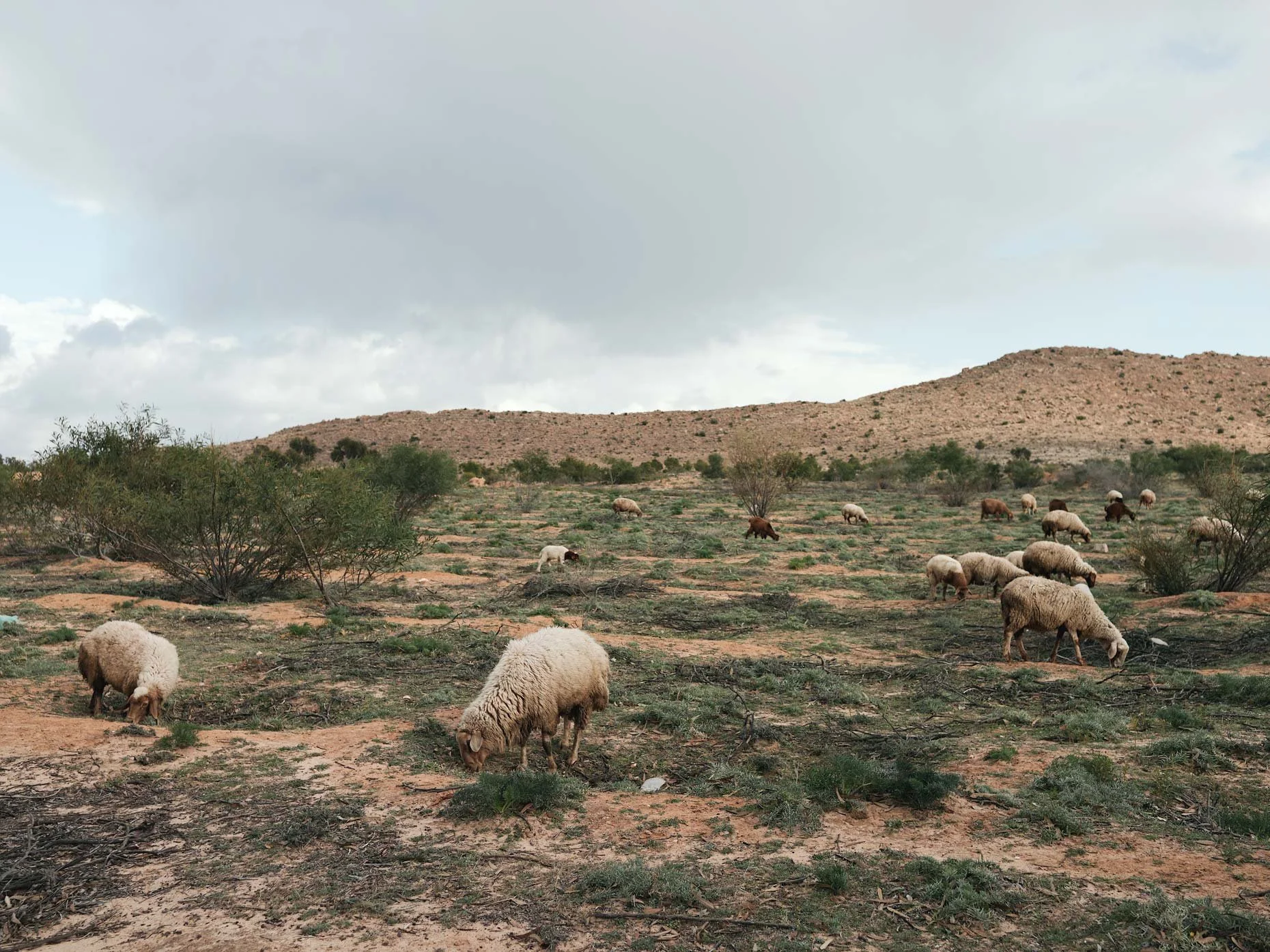 A herd of sheep grazing on a desert landscape with shrubs, under a cloudy sky with a hill in the background.
