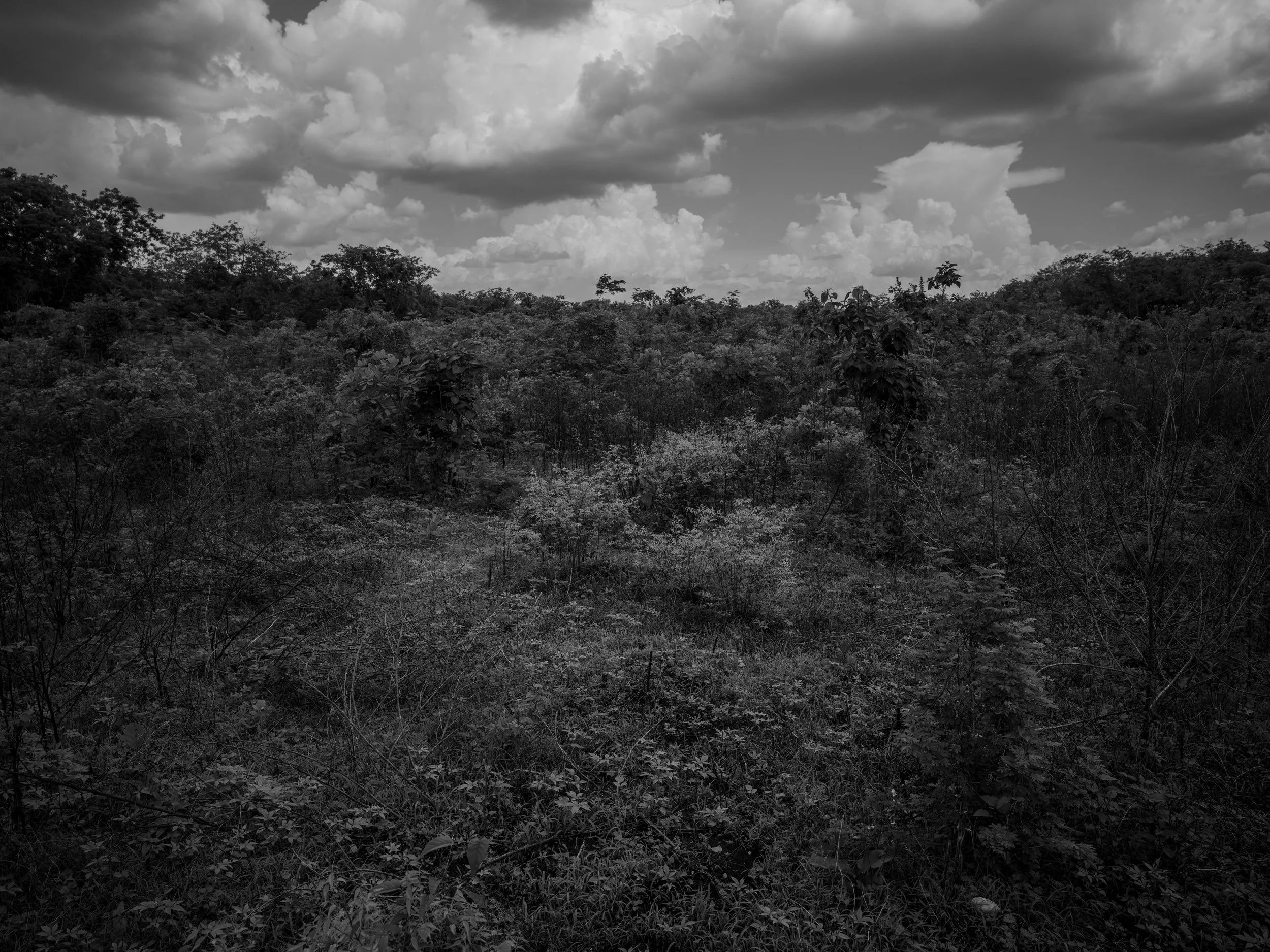 A black and white image of a dense forest or jungle with a cloudy sky overhead.