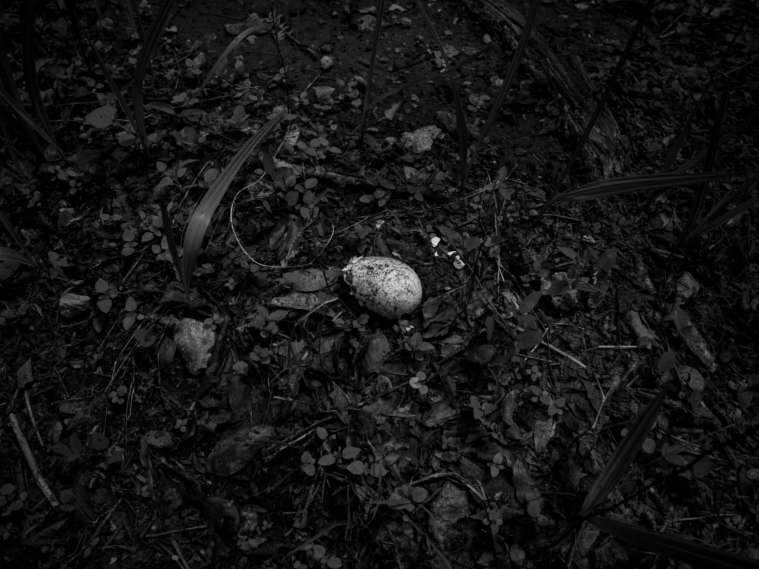 Close-up of forest floor with soil, small rocks, fallen leaves, plants, and the egg of a snake.