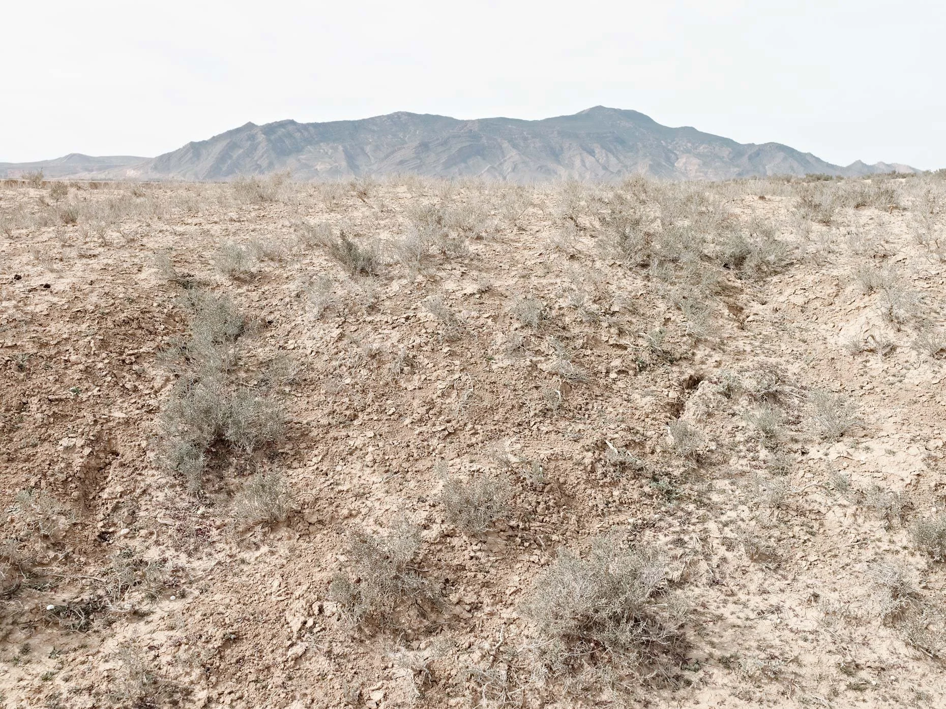Desert landscape with dry, rocky ground and sparse bushes, mountains in the distance, and a pale sky.