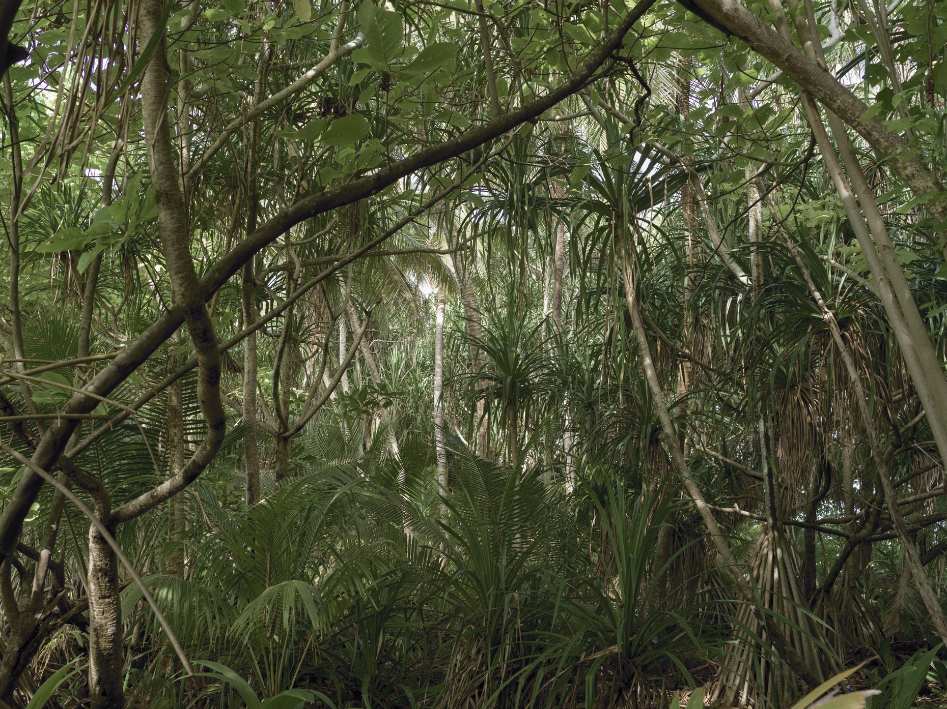 Dense tropical jungle with tall green trees and various lush plants.