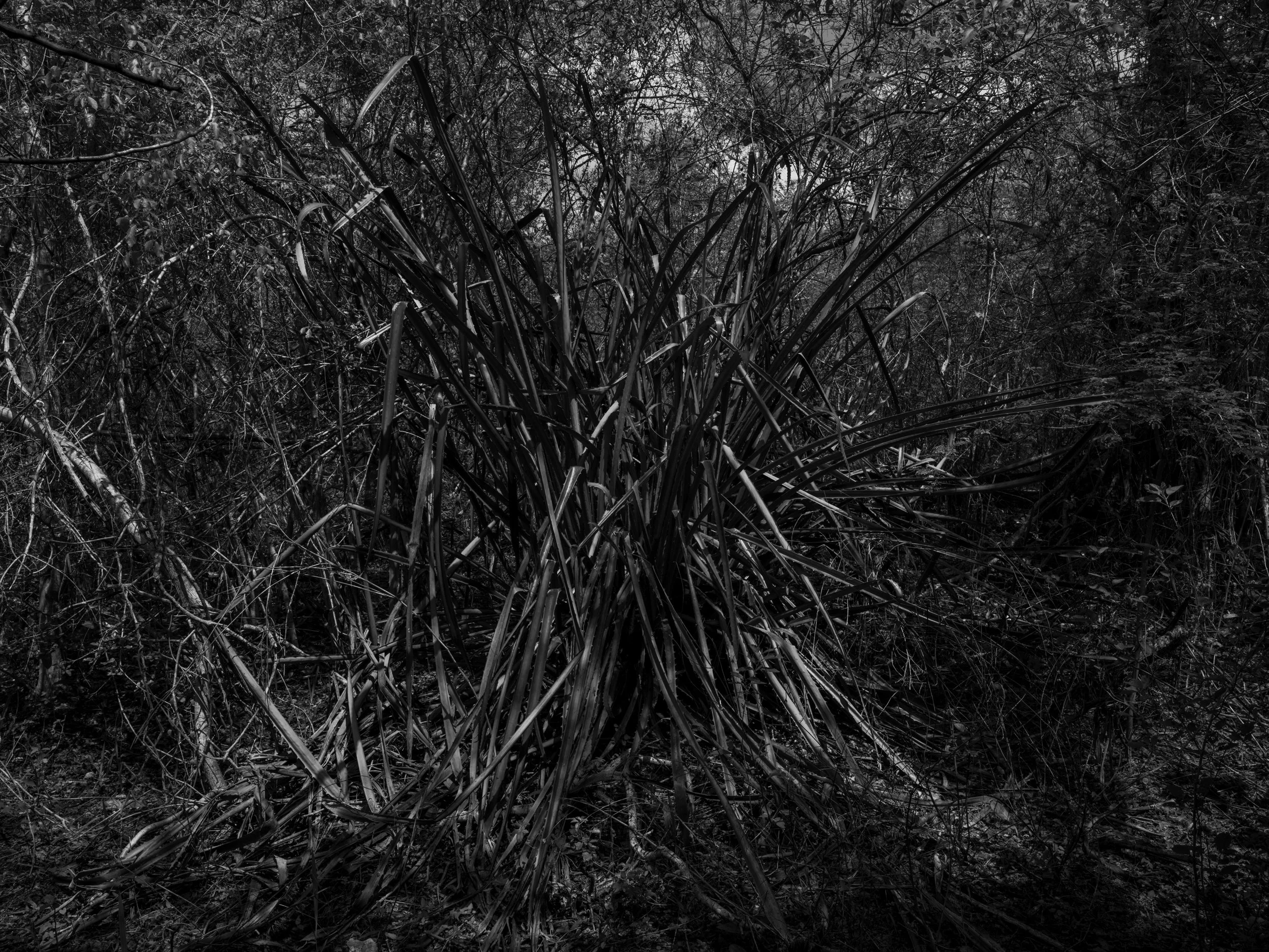 Dense wilderness scene with tall grass, shrubs, and trees, appears to be a forest or jungle in black and white.