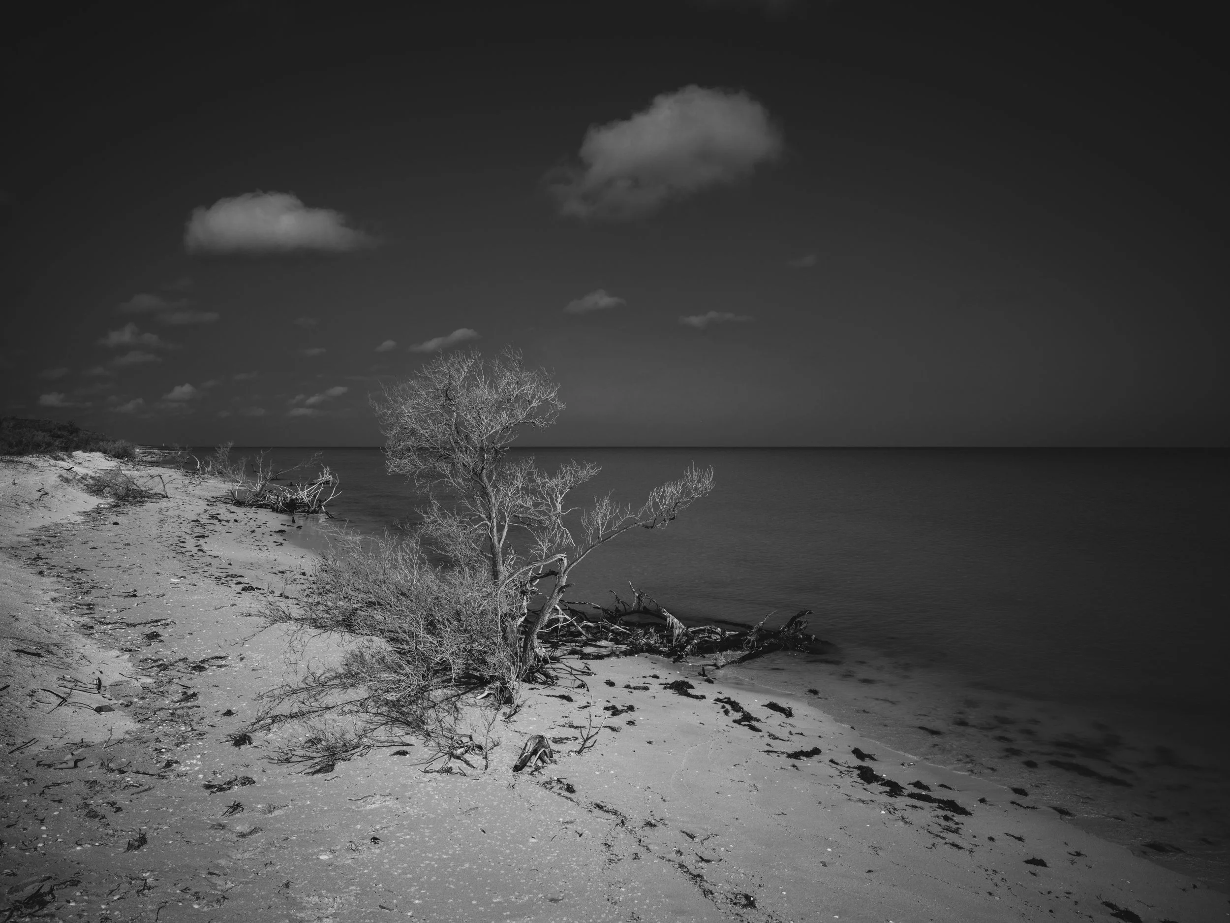 Black and white photograph of a beach with sand and a leafless tree, calm water in the background, and a few clouds in the sky.