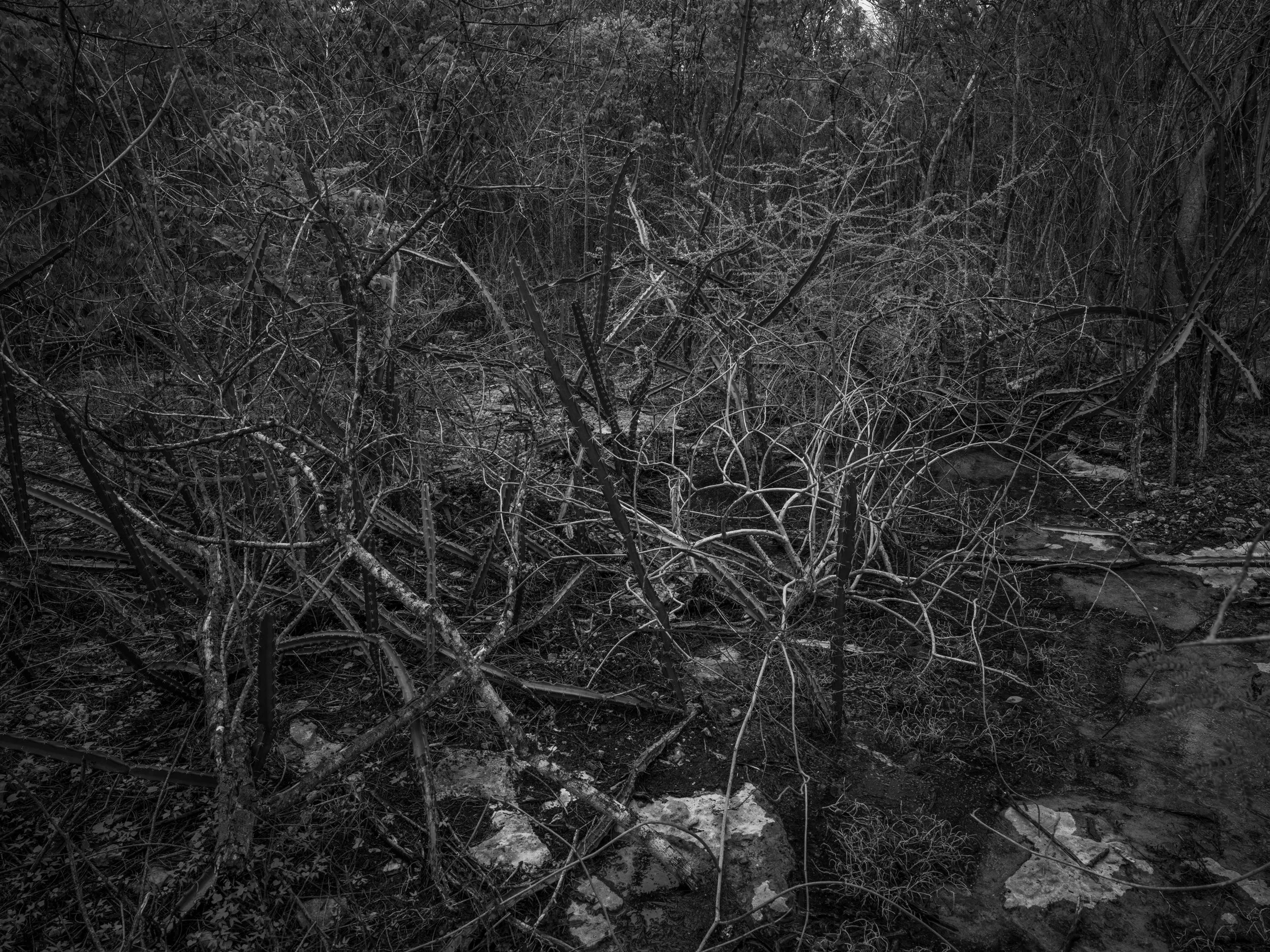 A black and white photo of a densely overgrown wooded area with numerous branches, twigs, and low plants, some rocks and dirt visible on the ground.
