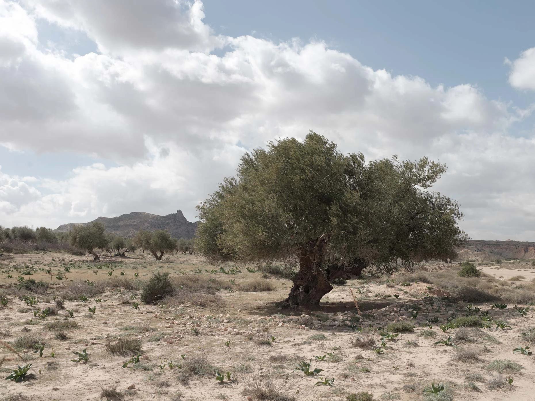 A desert landscape with large, twisted trees, rocky ground, distant mountains, and a cloudy sky.