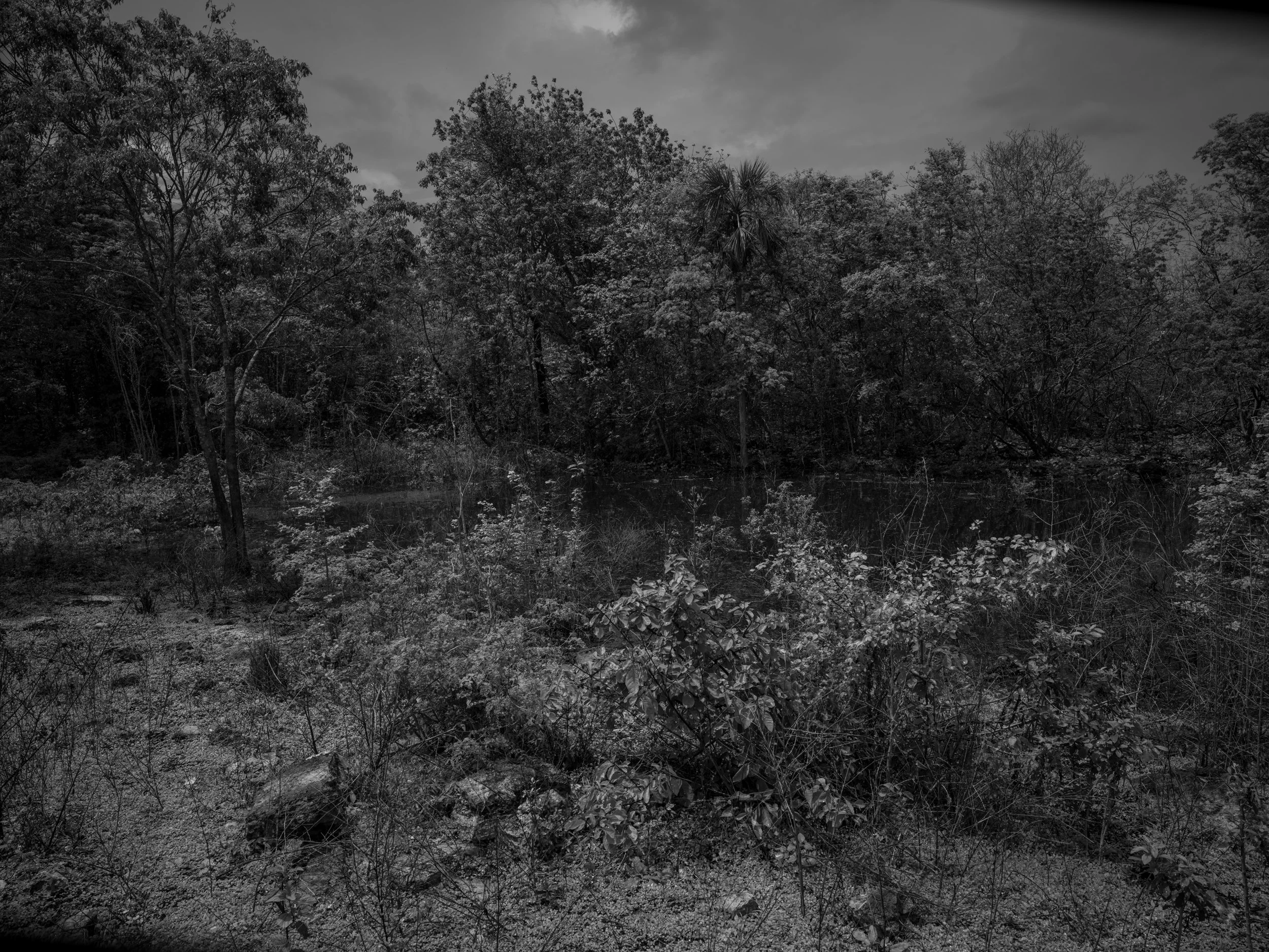 A black and white photo of a dense forest with various trees and shrubs near a body of water under cloudy skies.