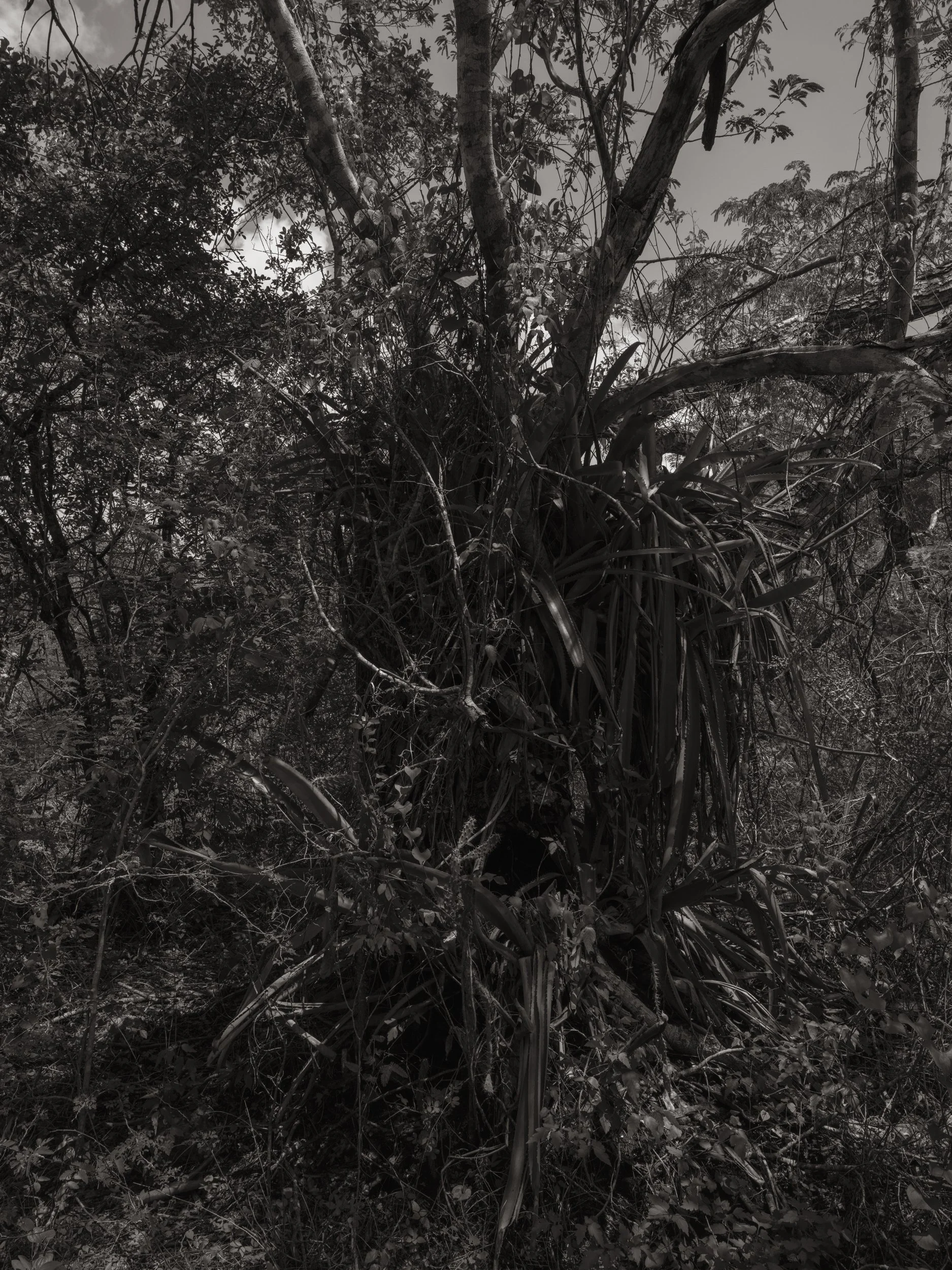 Dense jungle with various trees, bushes, and undergrowth, black and white