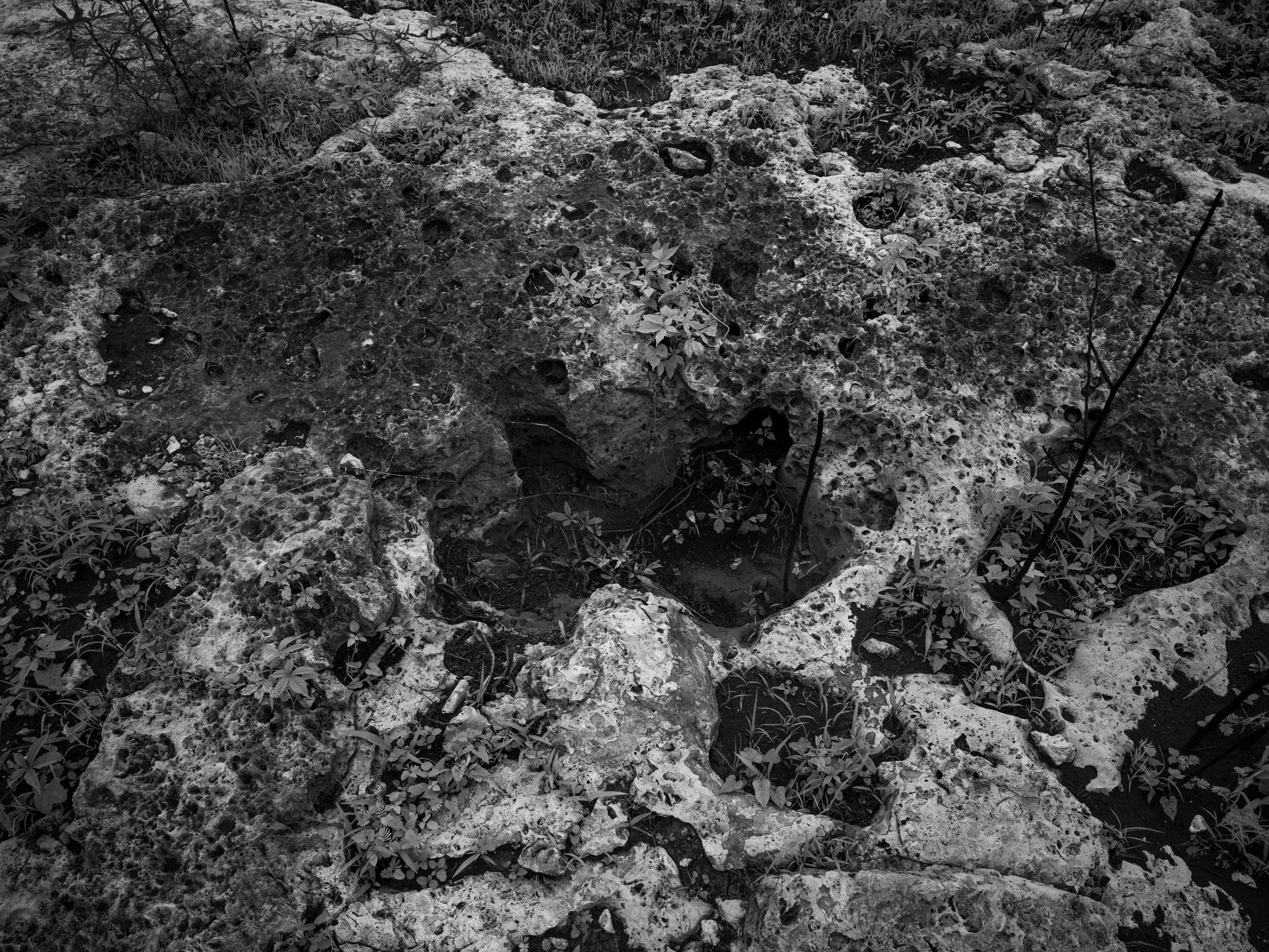 A black and white photograph of a rough, textured rocky surface with small plants and grass growing between the rocks.