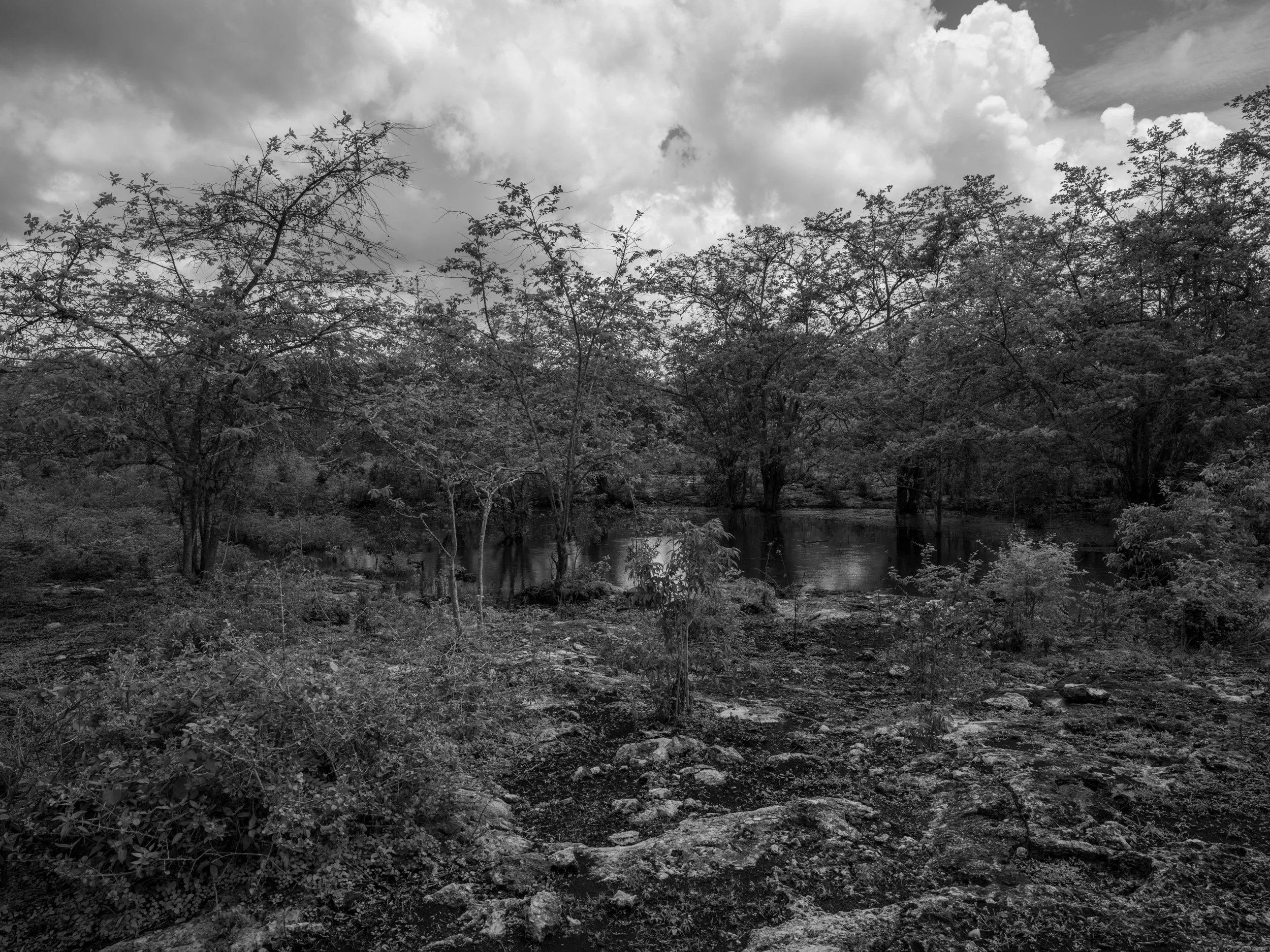 A landscape scene in black and white featuring a river surrounded by trees and dense foliage, with a cloudy sky overhead.