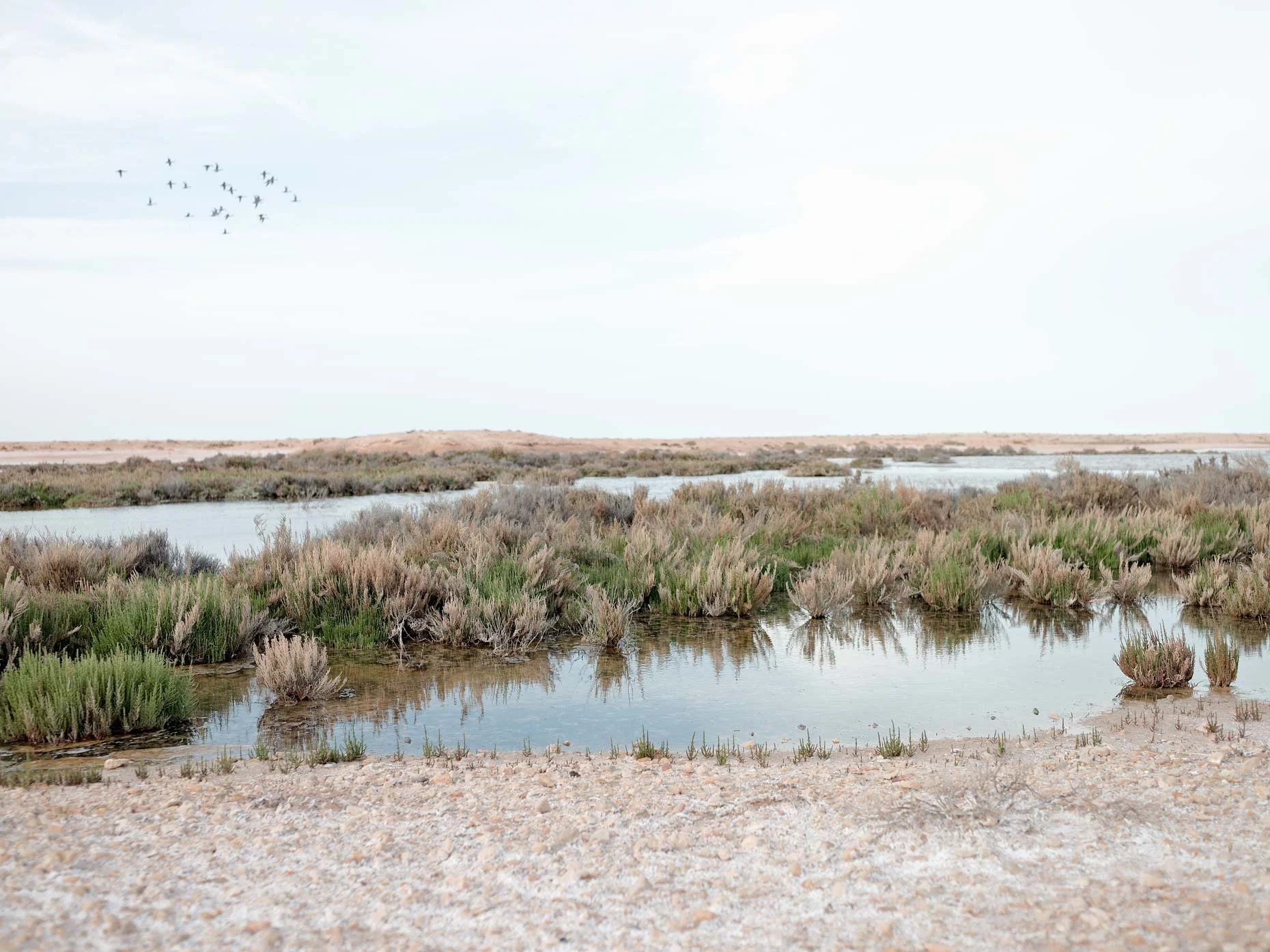 Wetland landscape with water, tall grasses, and a distant horizon under a cloudy sky, with a flock of birds flying overhead.
