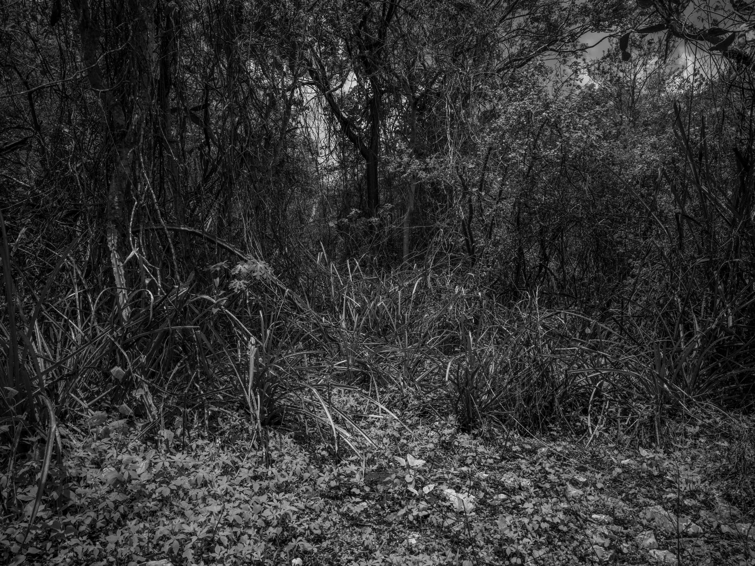 A black and white photo of a dense forest with tall trees, tangled branches, and thick underbrush.