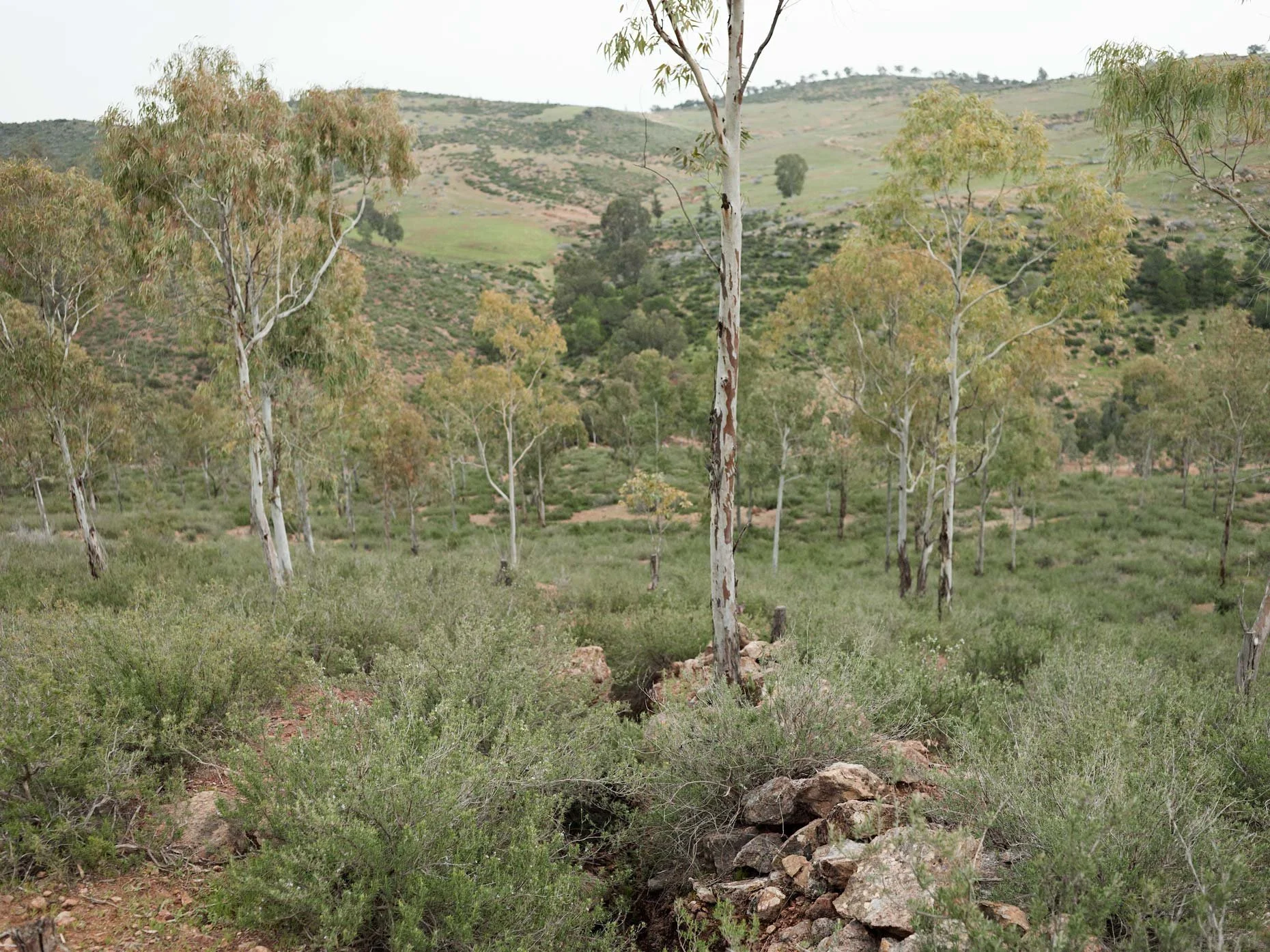 A landscape of rolling hills with sparse trees and greenery, with some trees showing peeling bark, and an overcast sky in the background.