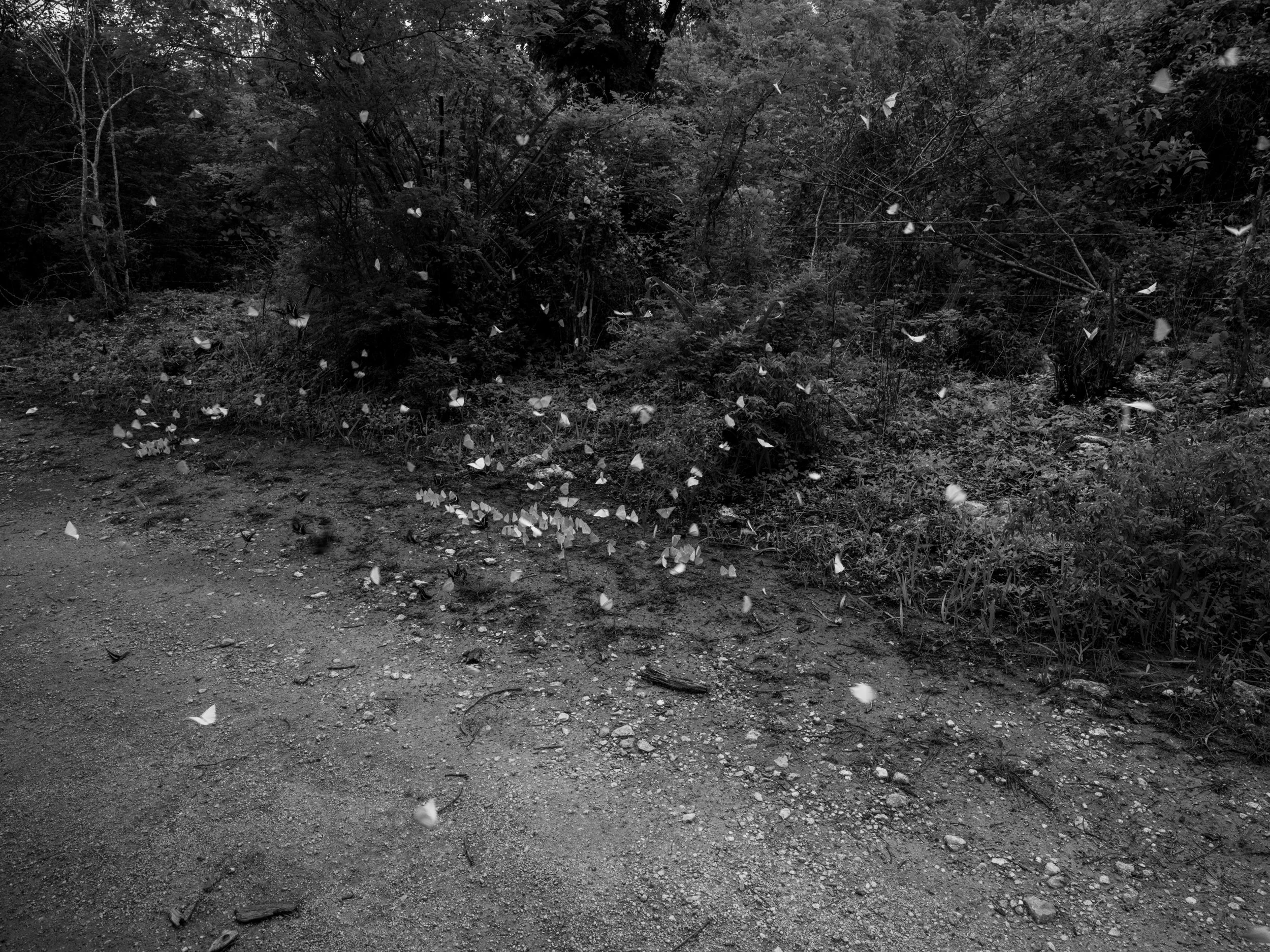 A black-and-white photograph of a forest scene with dense trees and bushes. Butterflies are flying throughout, some on the ground and others fluttering in the air.