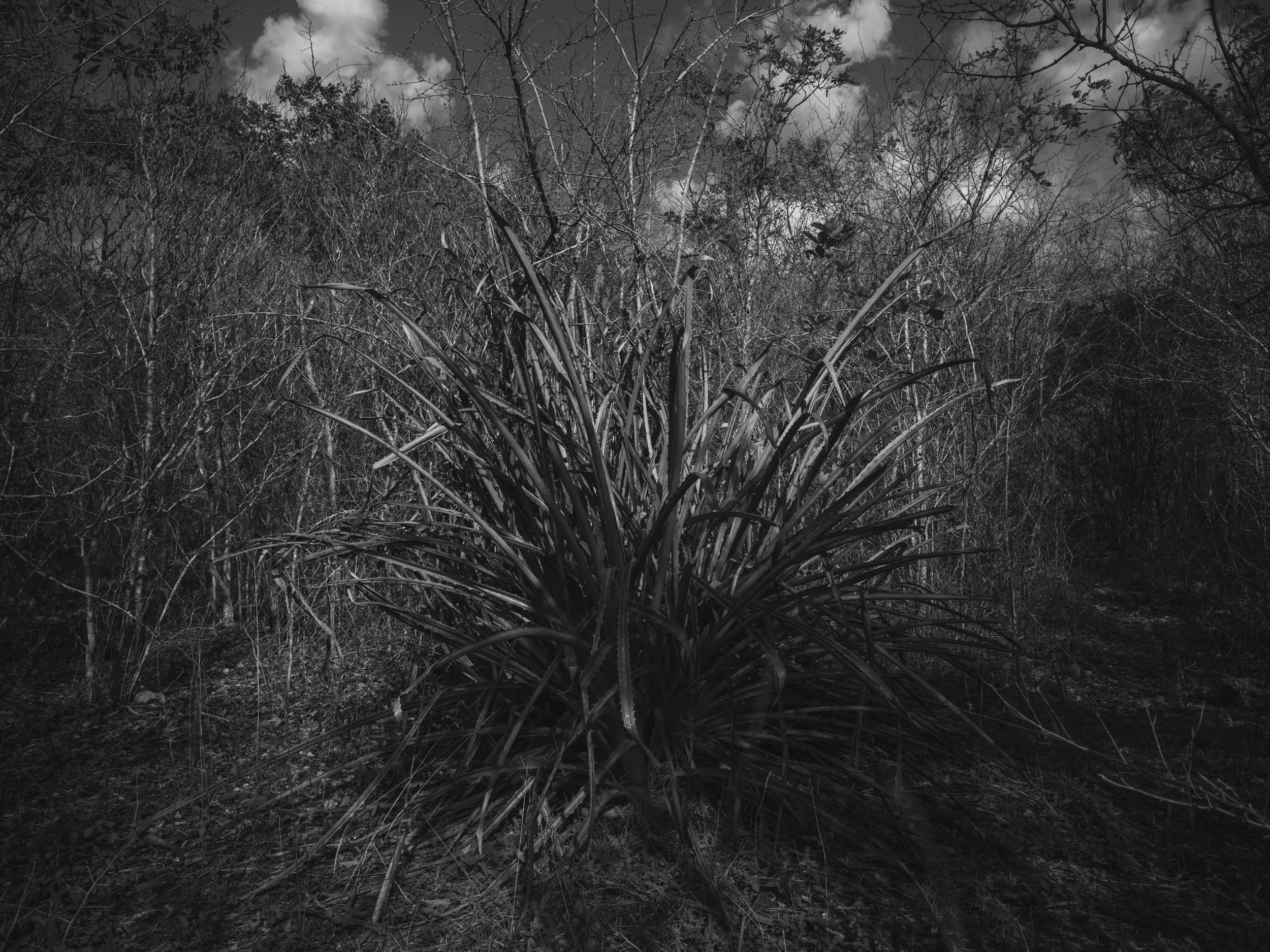 A black and white photograph of a dense thicket of leafless trees and bushes with a cloudy sky overhead.