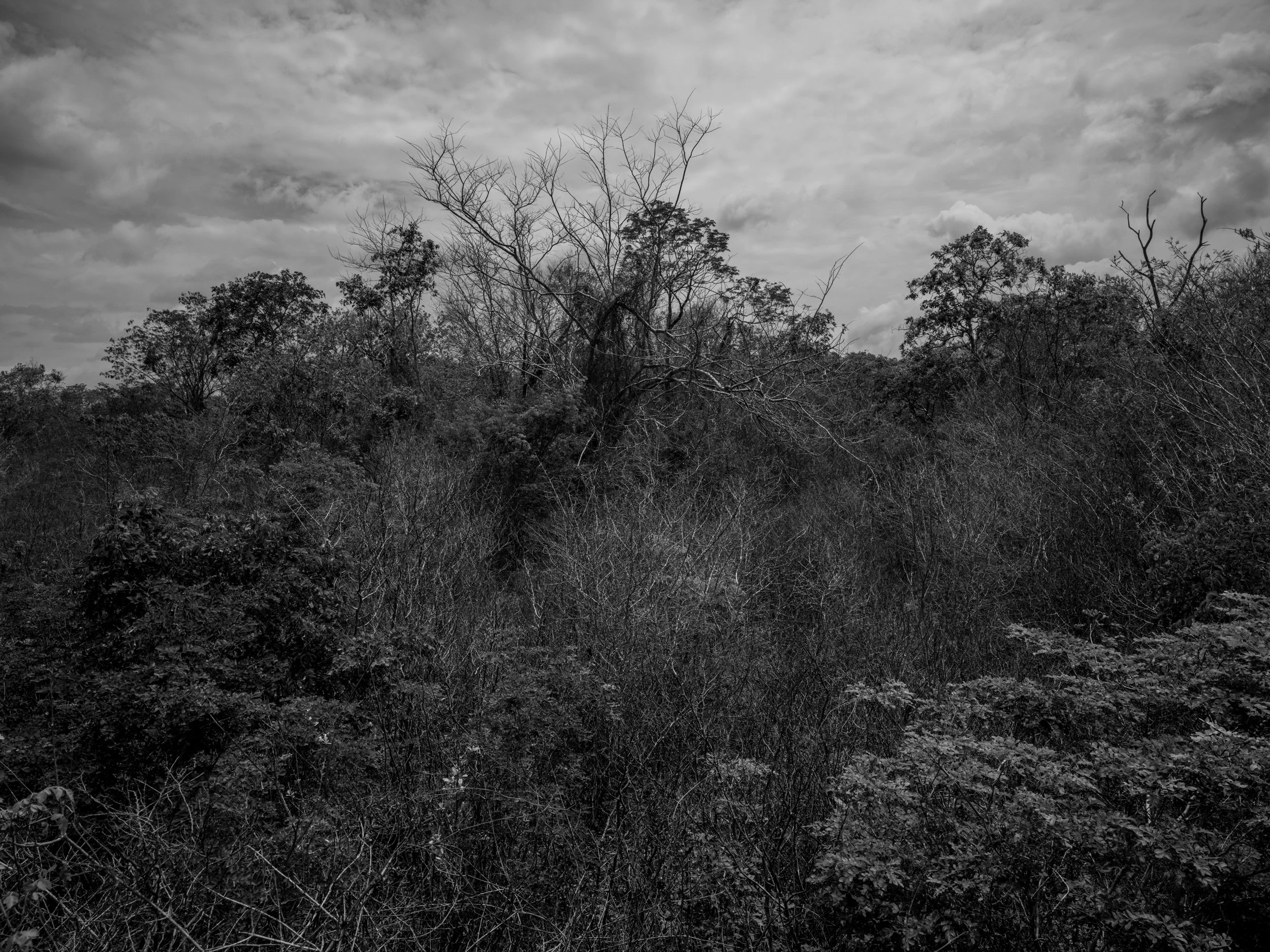 A black-and-white photograph of a landscape with a variety of trees, some leafless, under a cloudy sky.