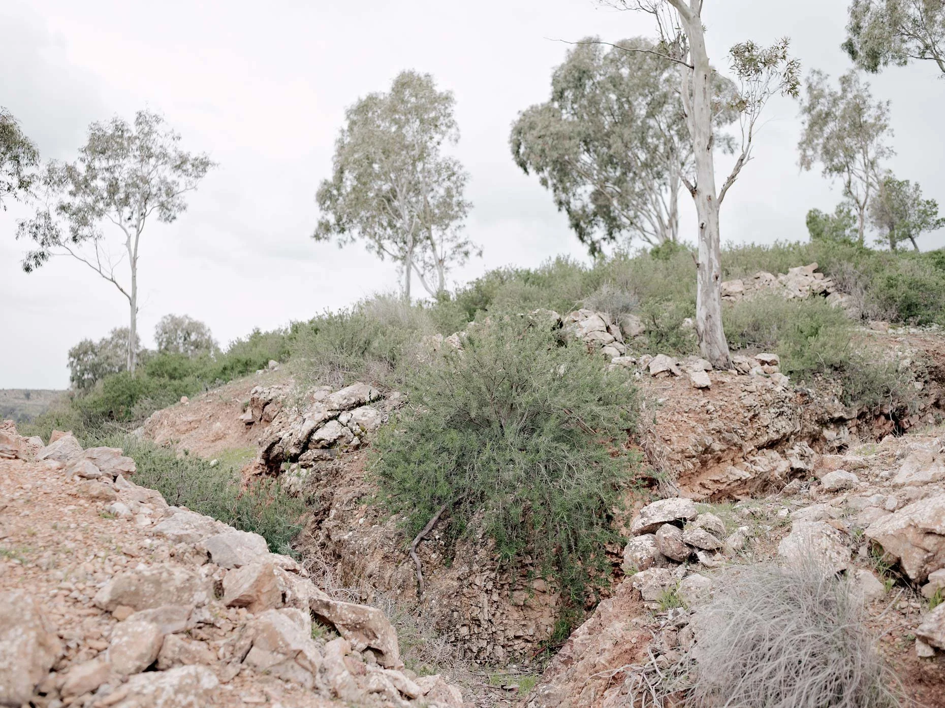 A dry, rocky hillside with sparse green bushes and several tall, light-colored trees under a cloudy sky.