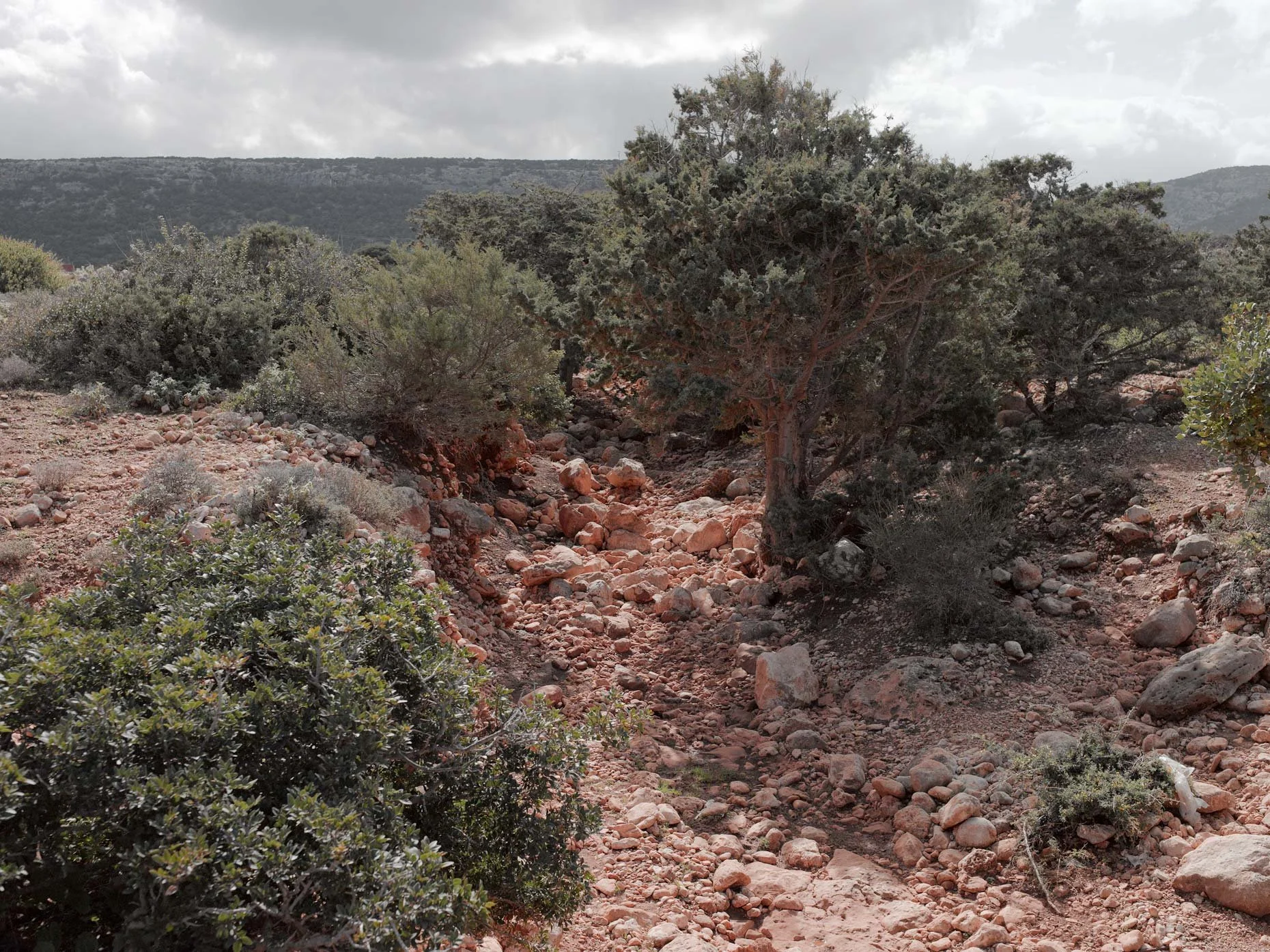 Desert landscape with rocky terrain, sparse bushes, a prominent tree, mountains in the background, and cloudy sky overhead.