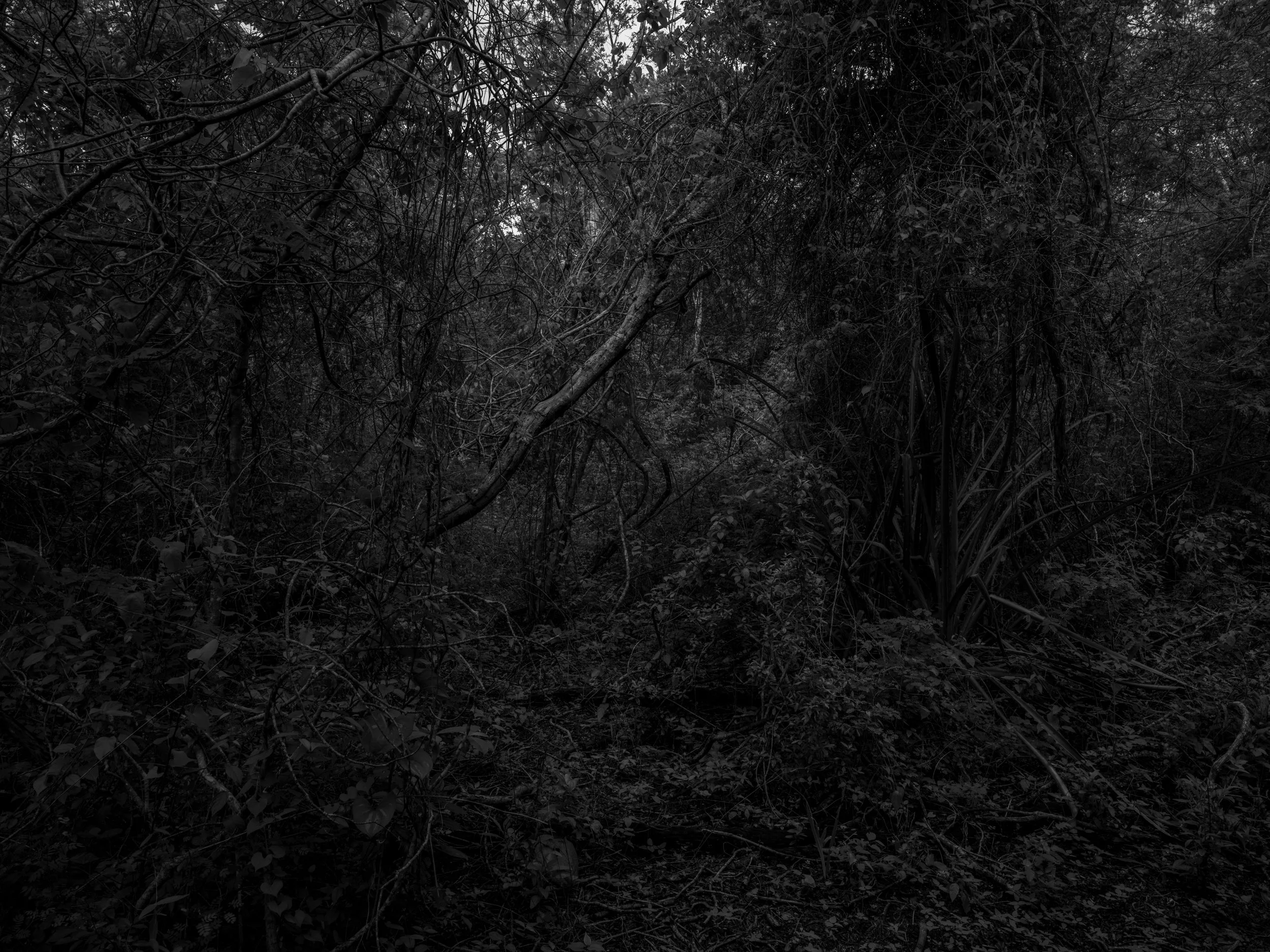 A dense, dark forest with a tangle of trees, branches, and leaves.