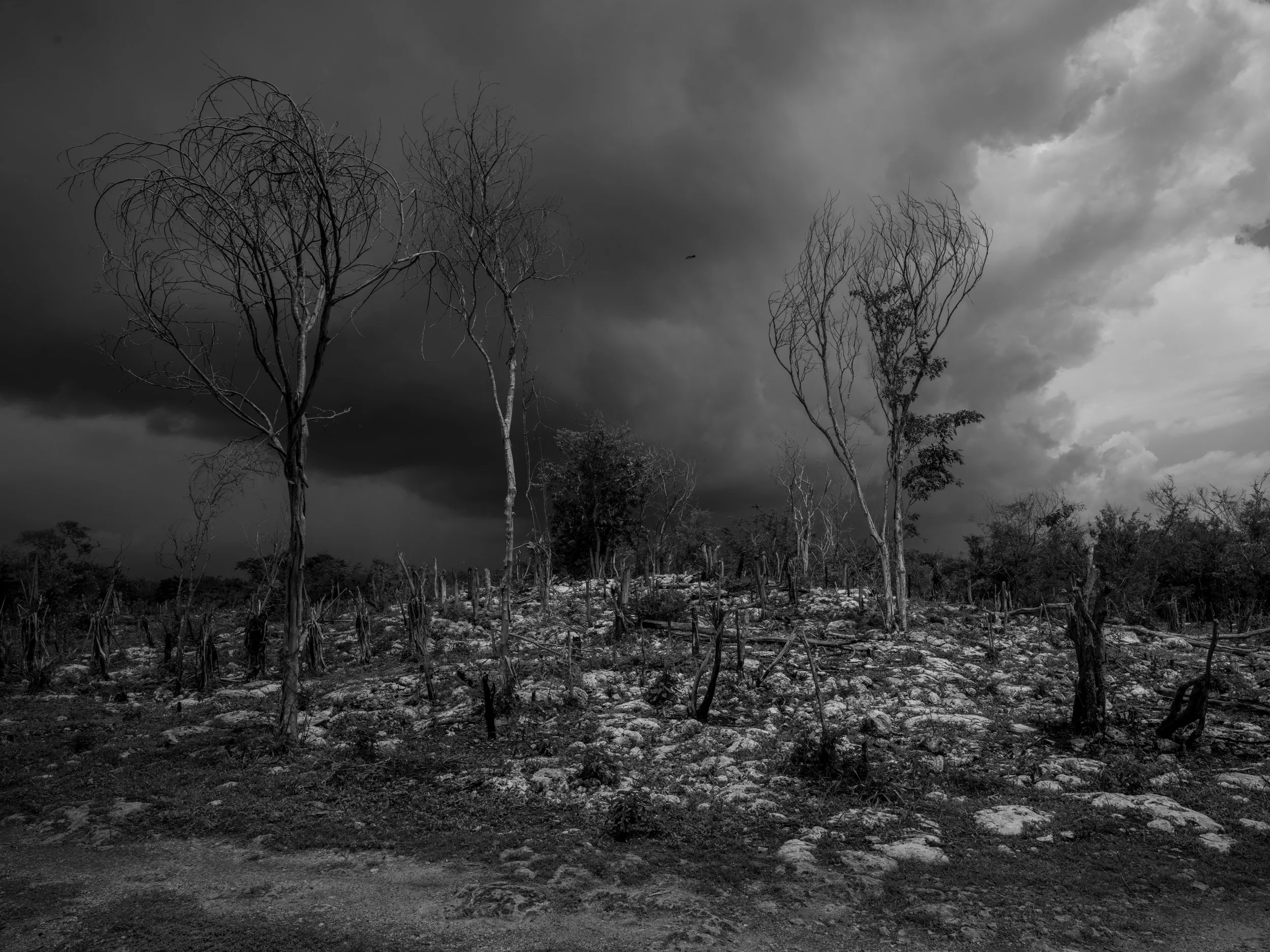 Black and white photo of a barren landscape with leafless trees and dark, cloudy sky.