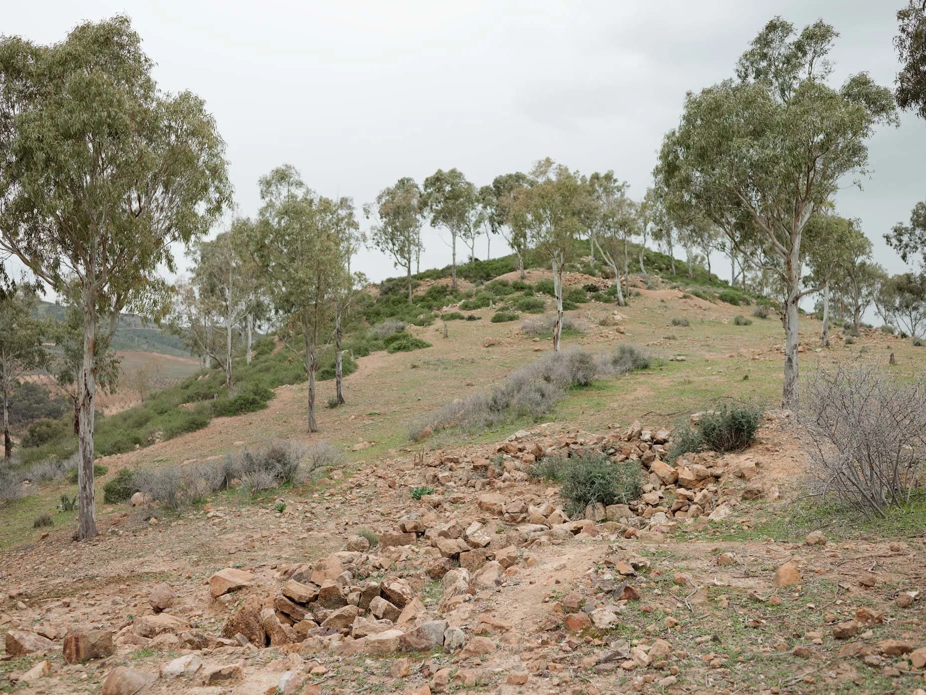 A dry, sloped hillside with scattered trees, shrubs, and rocks under an overcast sky.