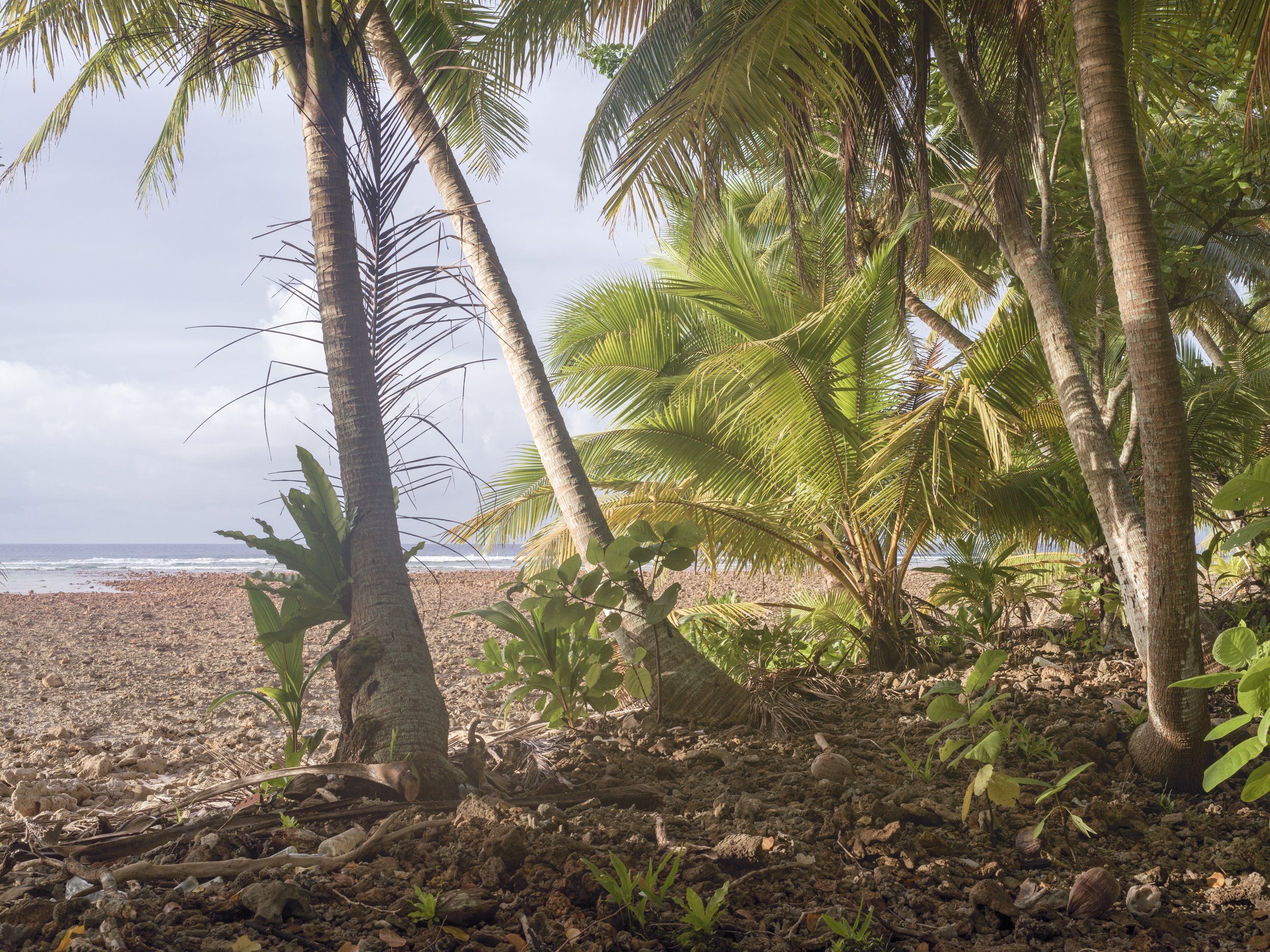 View from beneath palm trees on a rocky beach with the ocean in the background.