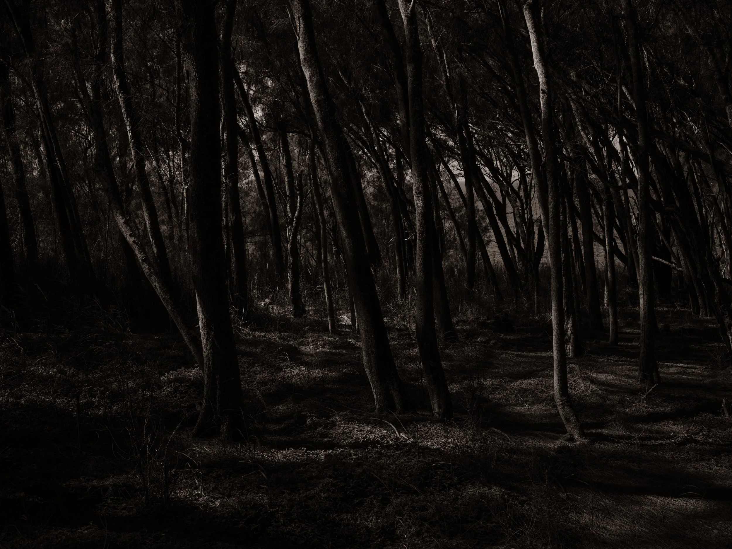 Dark, dense forest with tall, intertwined trees and minimal light.