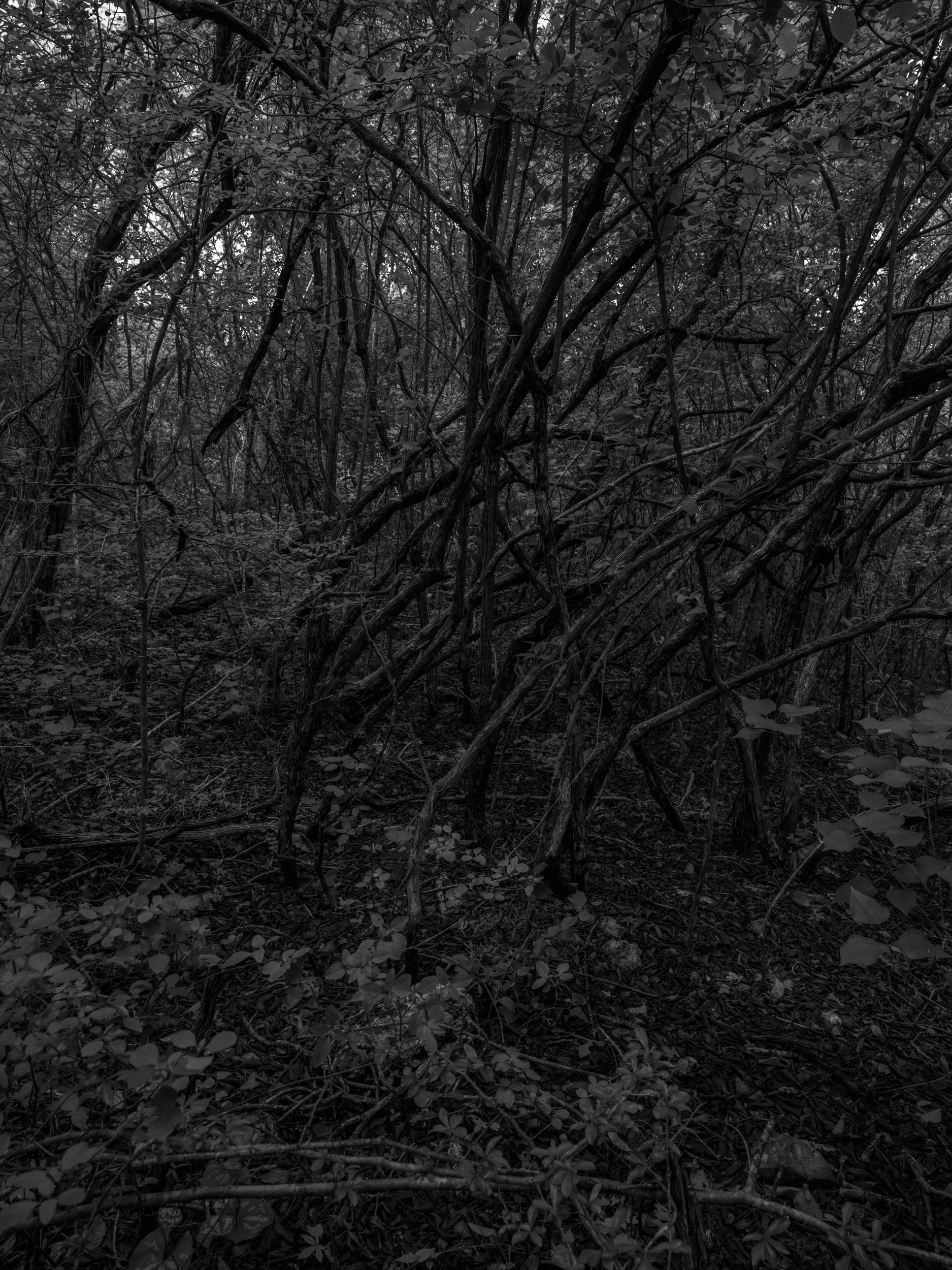 A dense forest with a tangle of vines and branches, surrounded by thick foliage and leaves on the ground.