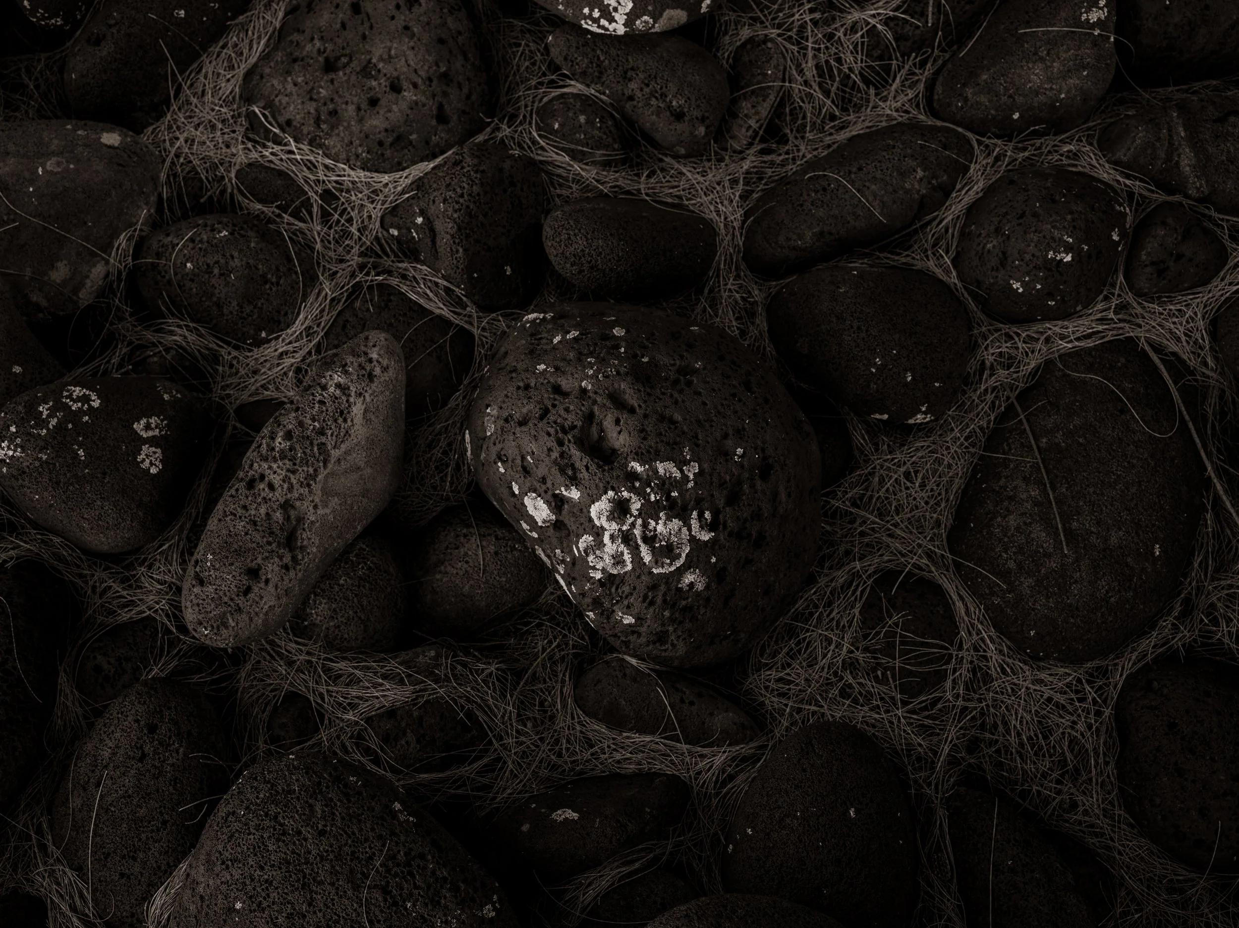 Close-up of black volcanic rocks with patches of white lichen, intertwined with dry, stringy hair or fibers.