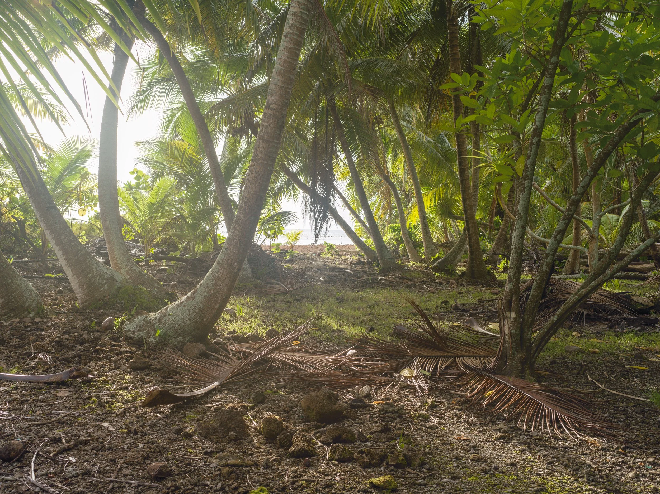 Tropical forest with tall palm trees and green foliage, sunlight filtering through the leaves.