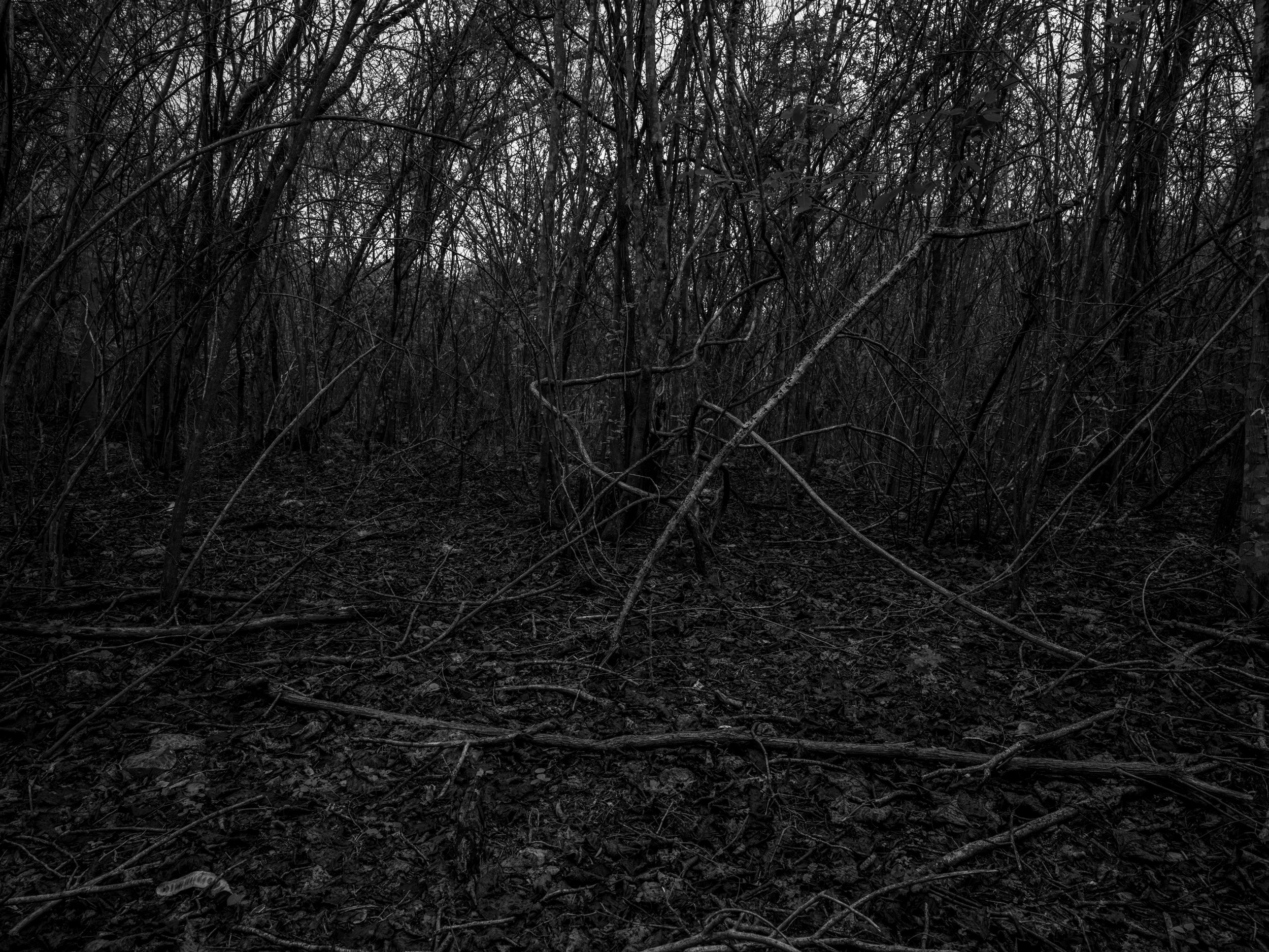 A black and white image of a dense, tangled forest with many bare, leafless trees and branches.