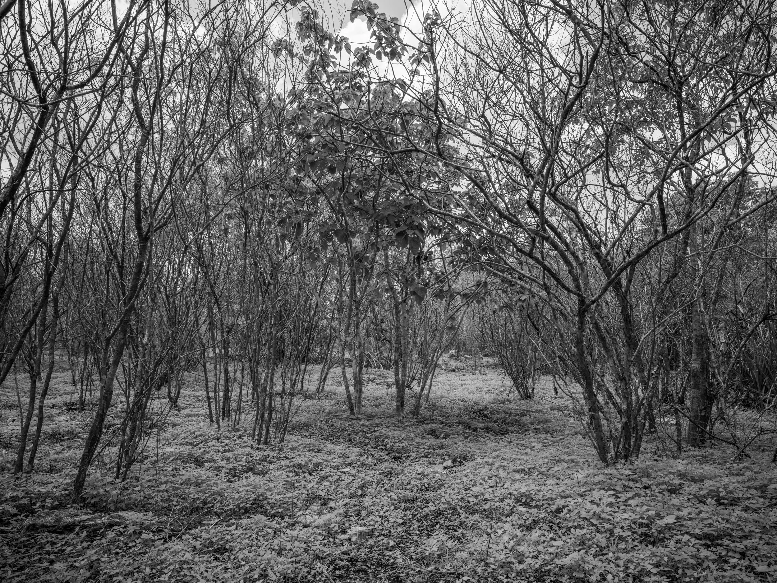 Black and white photo of a forest with leafless trees and some bushes on the ground.