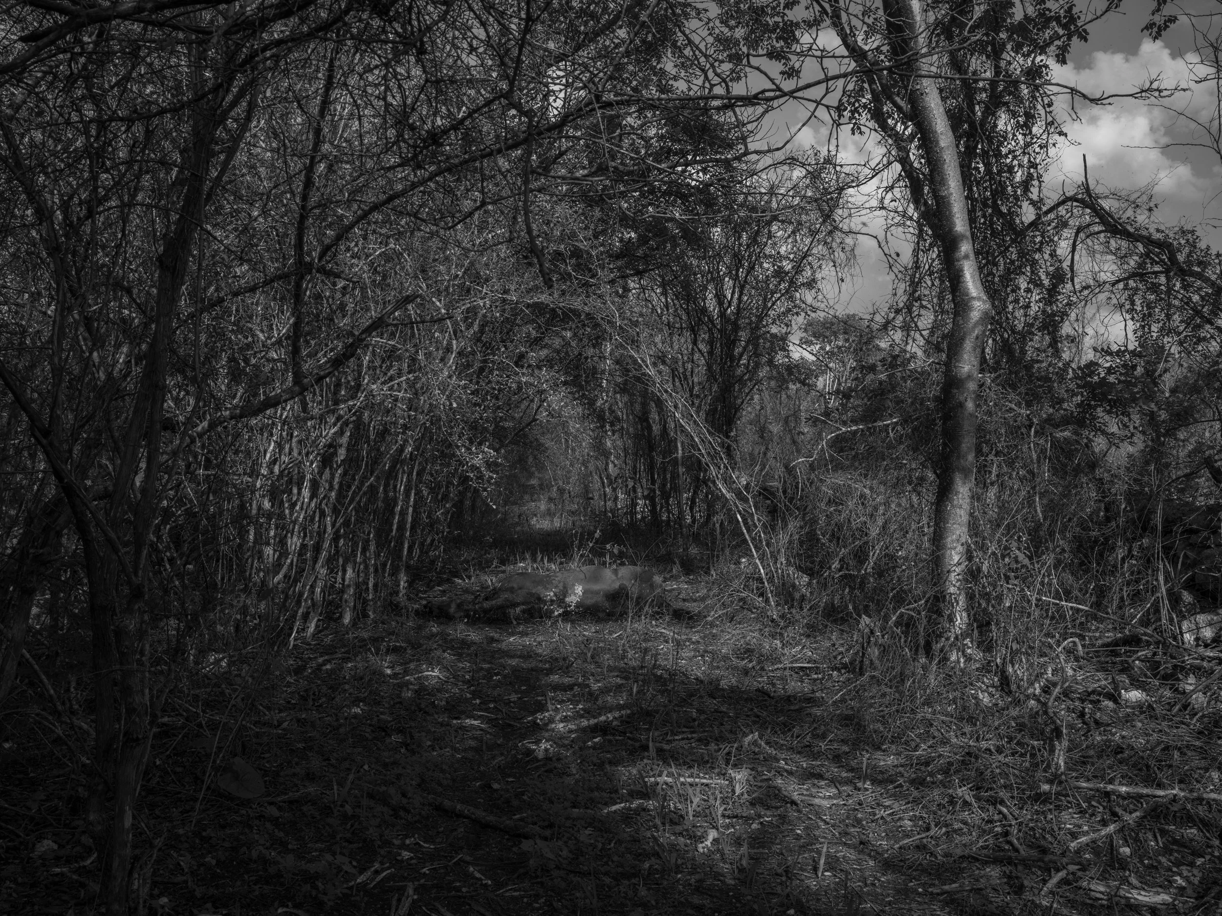 A black and white image of a dense wooded area with overgrown trees and bushes, a dirt path running through it, and a cloudy sky above.