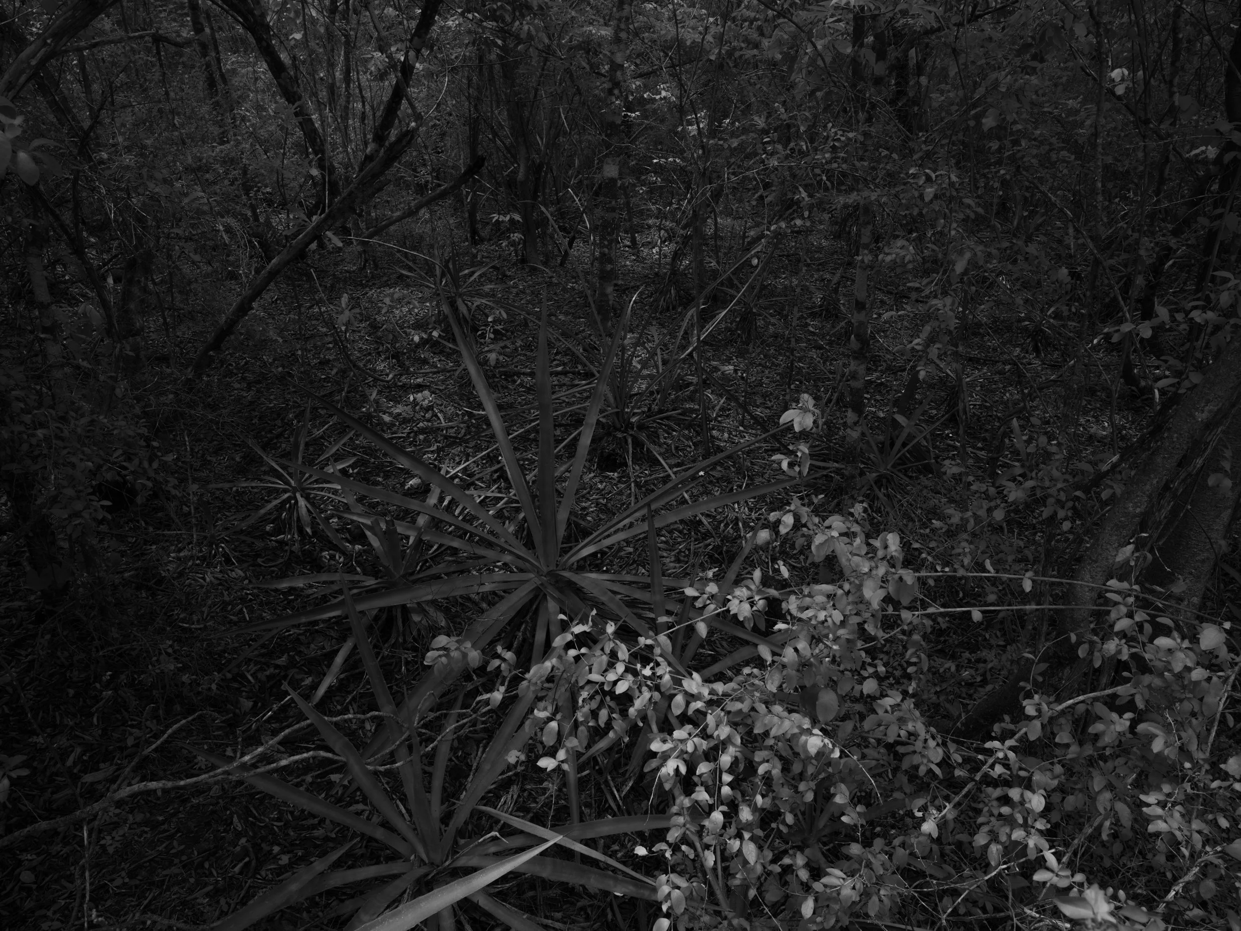 A dense forest scene with various trees, shrubs, and plants, captured in grayscale.