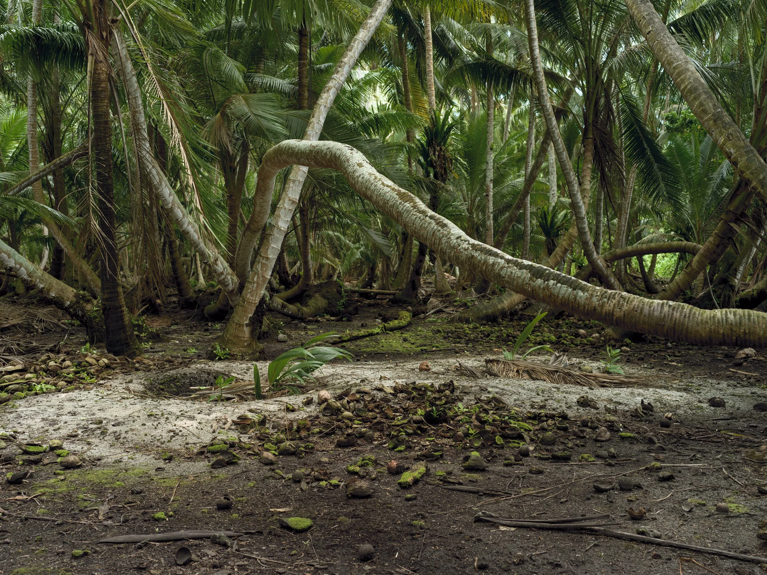 A dense tropical jungle with tall palm trees and lush green foliage.