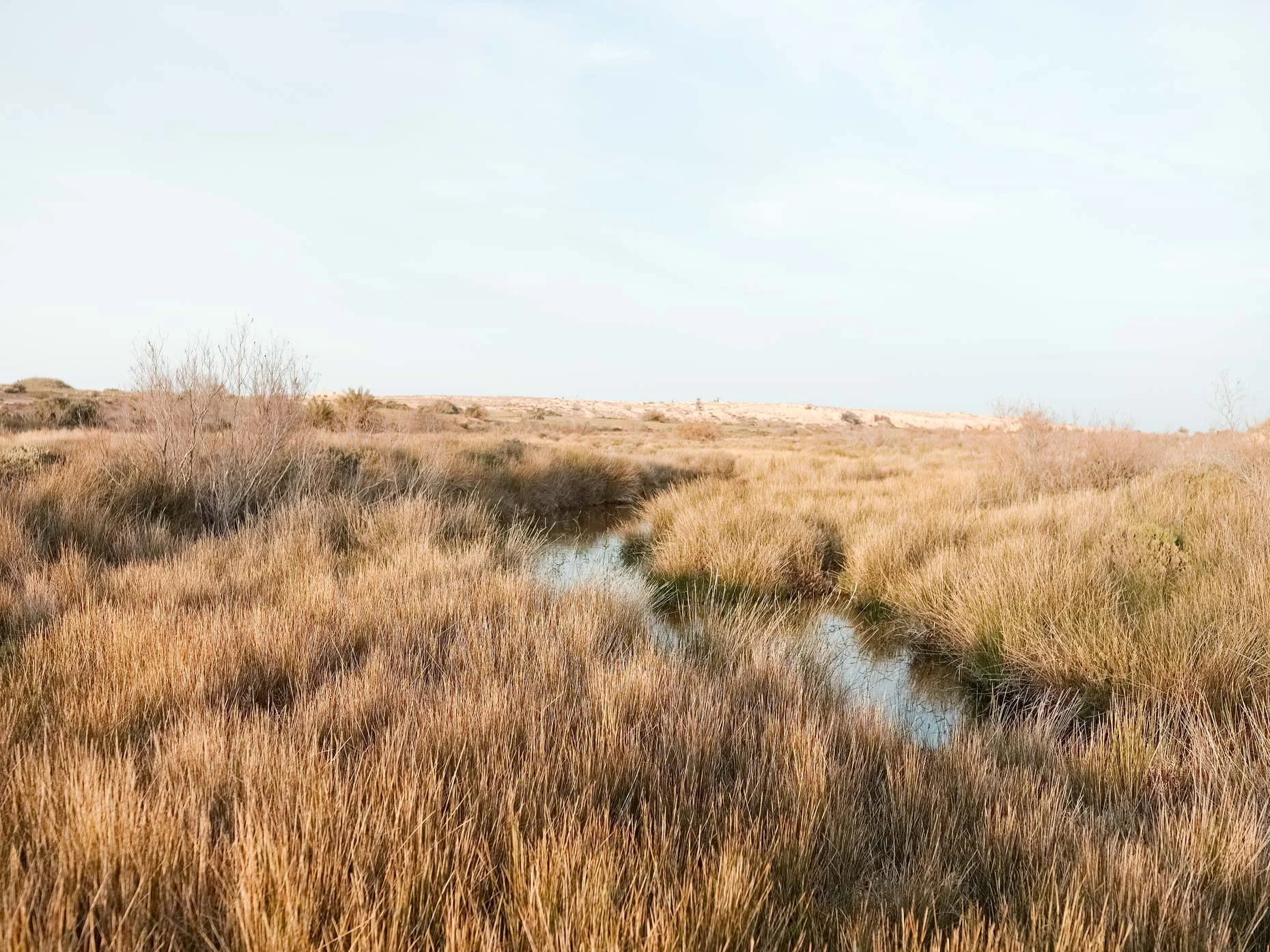 A marshland with tall, yellow-brown grasses and a small water stream, under a pale, cloudy sky.