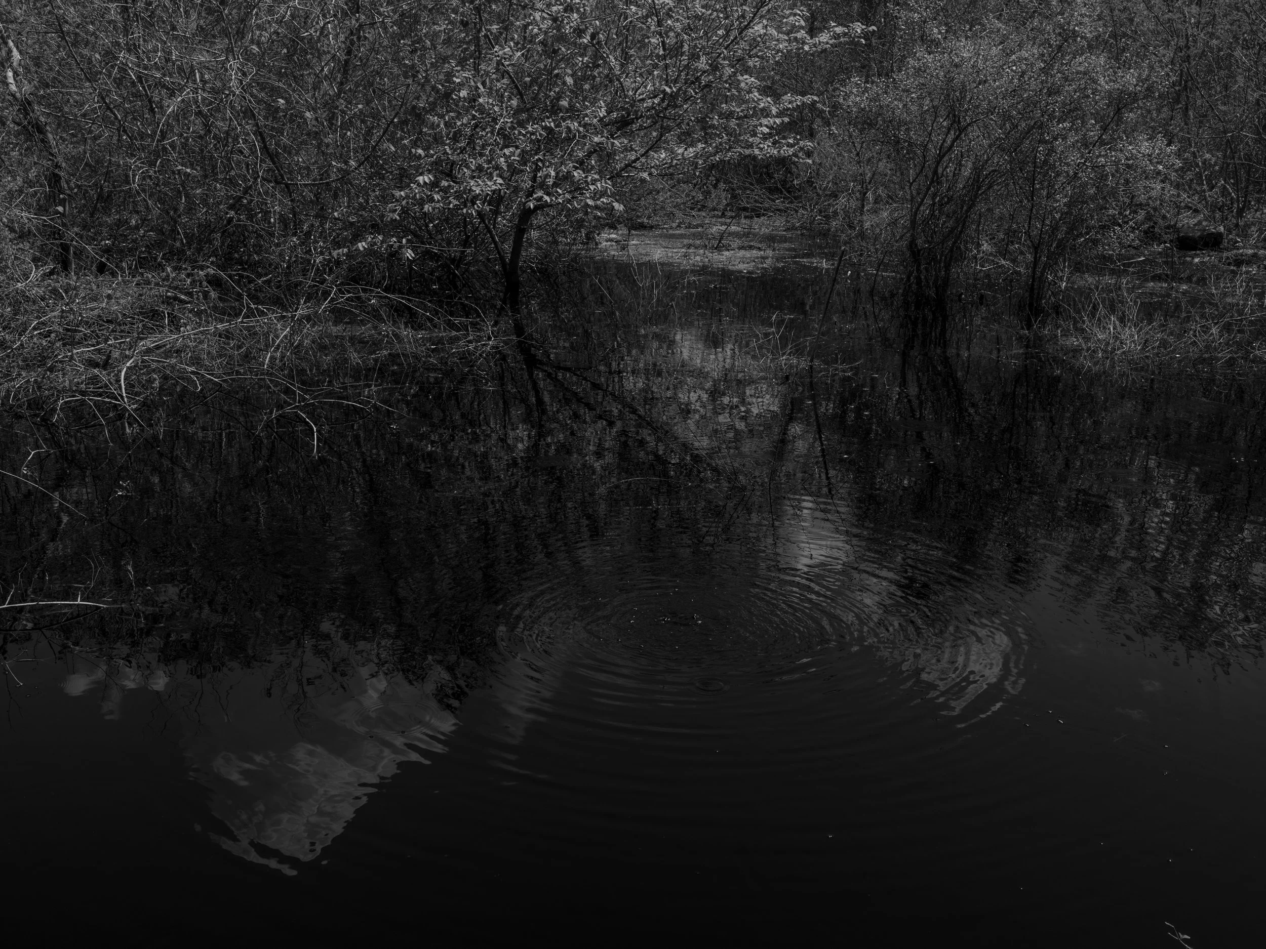 A black and white photo of a calm pond with bubbles rising in the center—surrounded by trees and bushes.