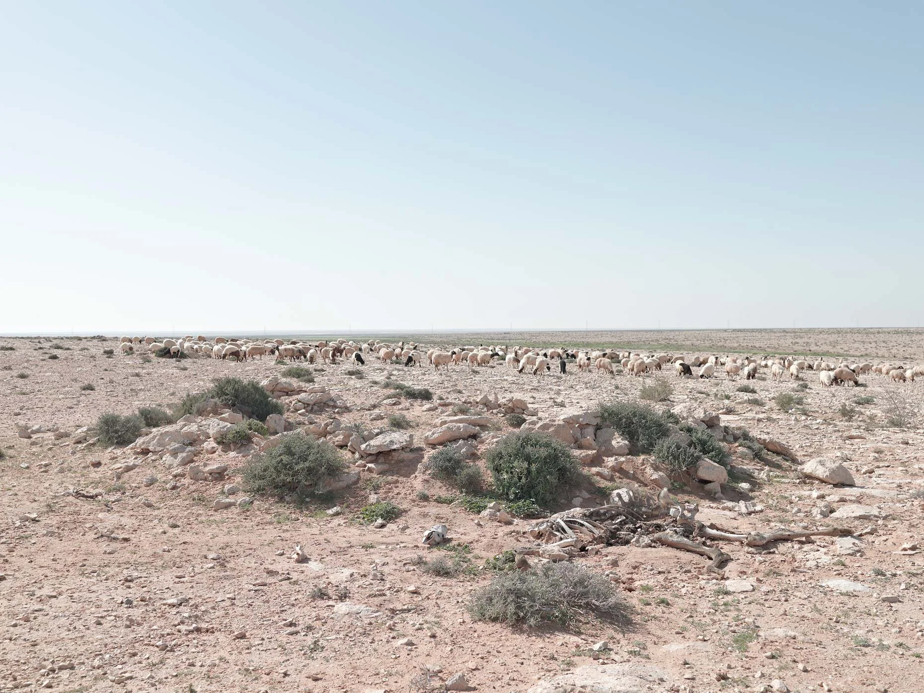 A vast desert landscape with a flock of sheep grazing on sparse vegetation under a clear blue sky.