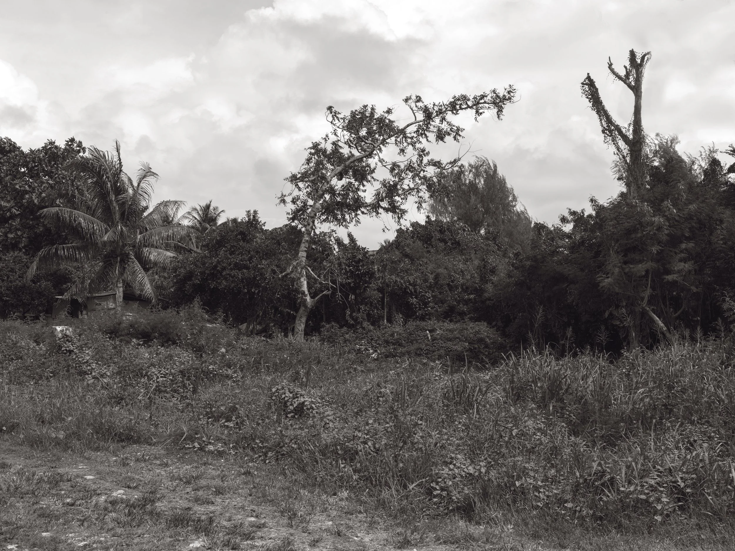 A black and white photo of a jungle with various trees and vegetation, including a tall, prop-like tree on the right side with climbing plants, under a cloudy sky.