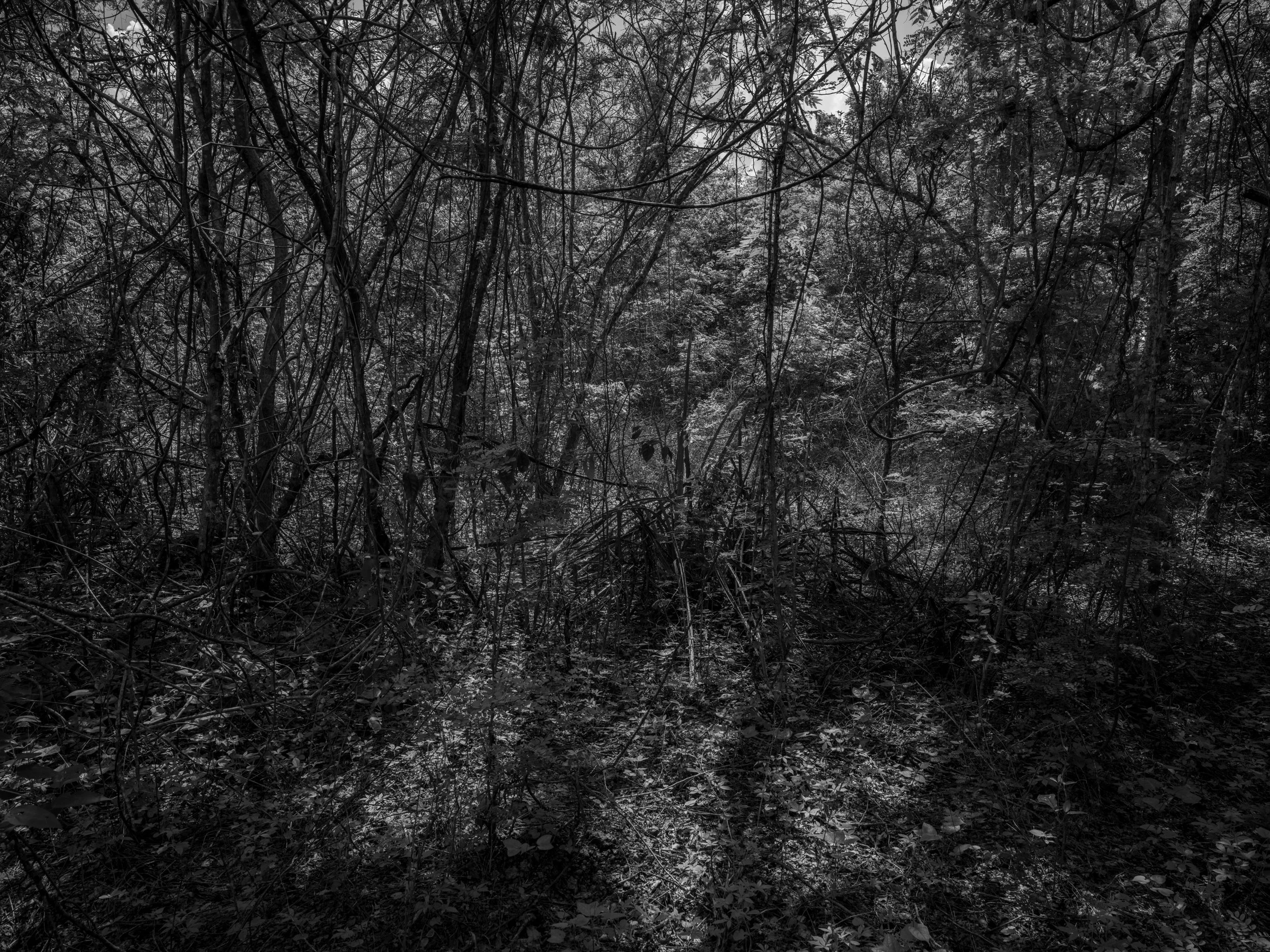 A dark, dense forest with trees, branches, and foliage covering the scene, illuminated by faint light.