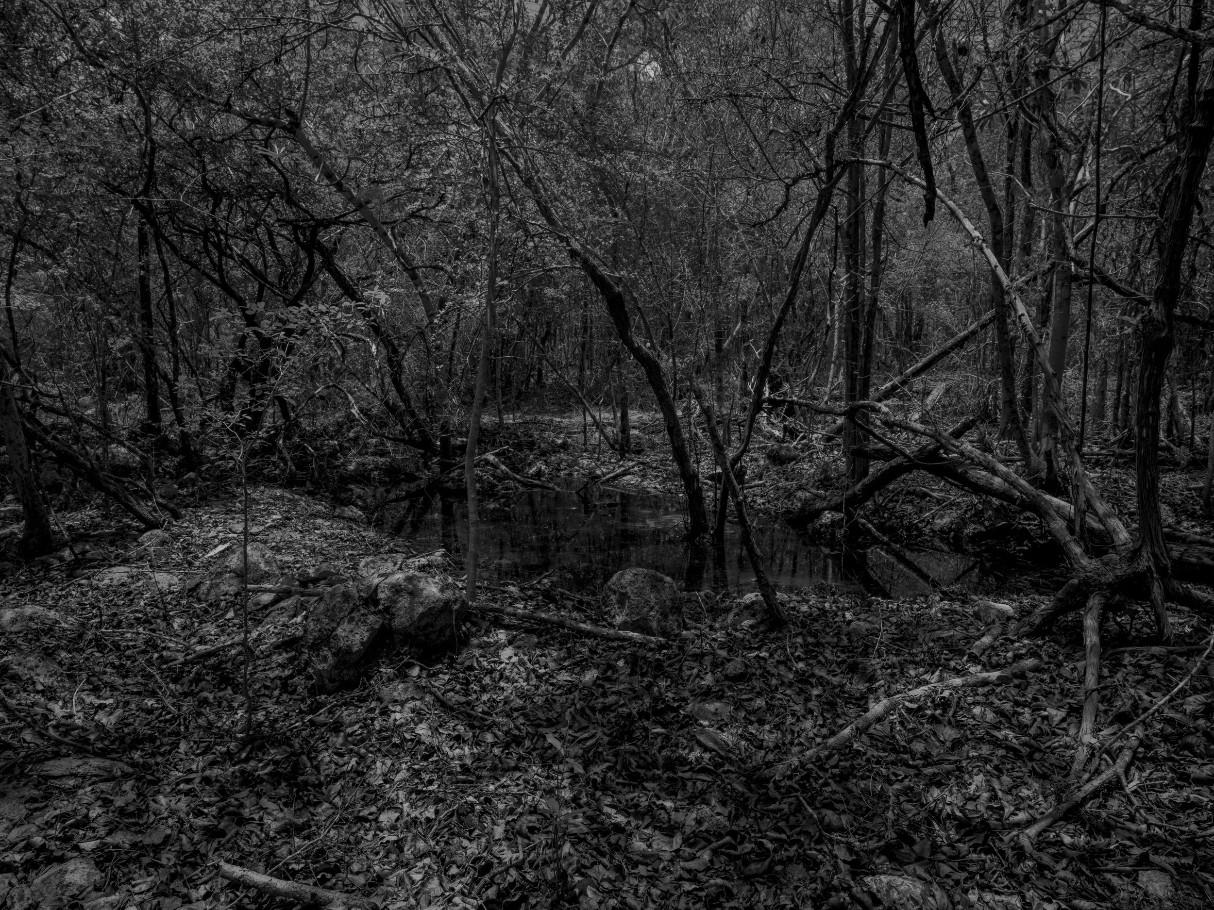 A black and white photo of a dense forest with trees and fallen leaves on the ground.