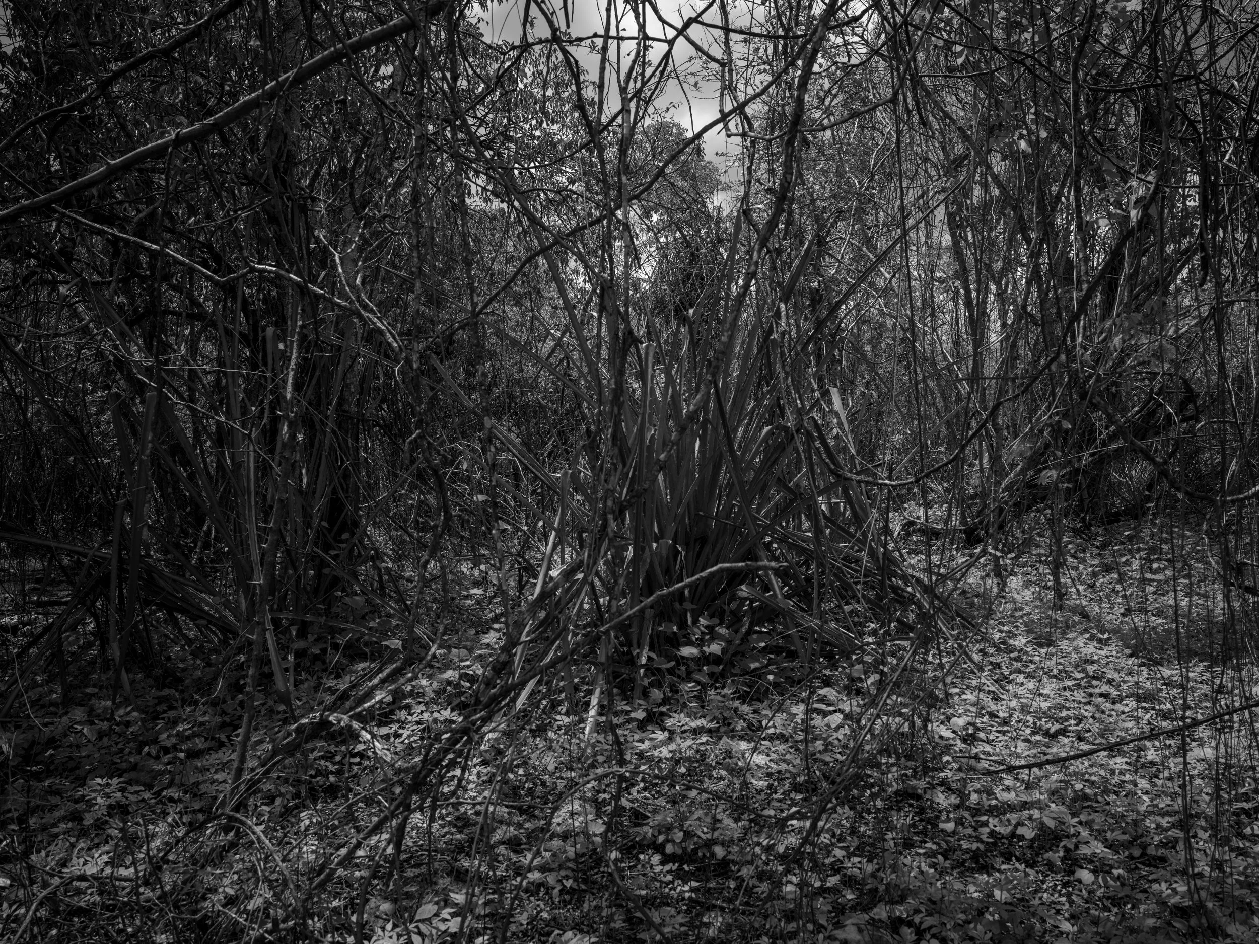 Dense forest with a path, black-and-white.