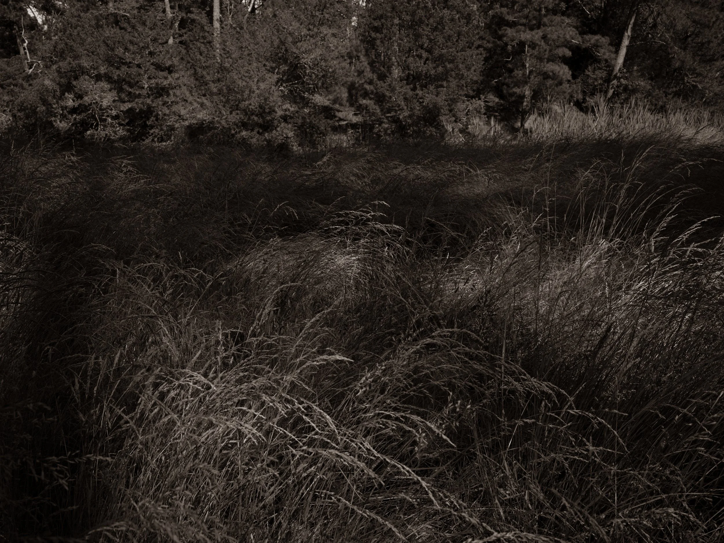 View of tall grasses and trees in a forested area.